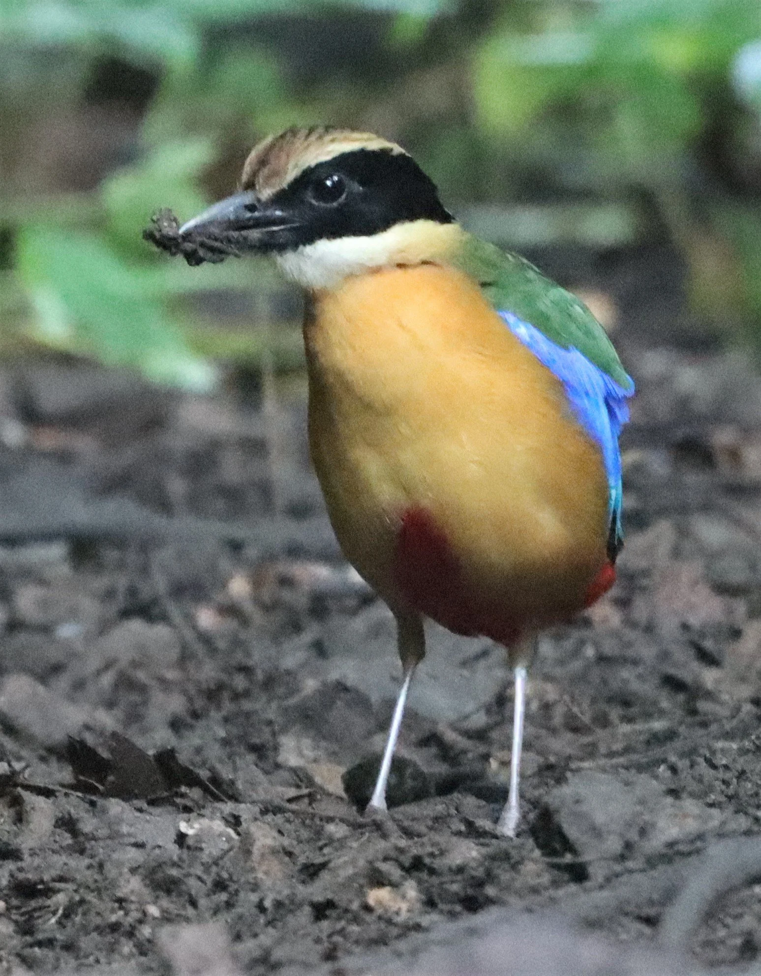 Blue-winged Pitta (Pitta moluccensi)