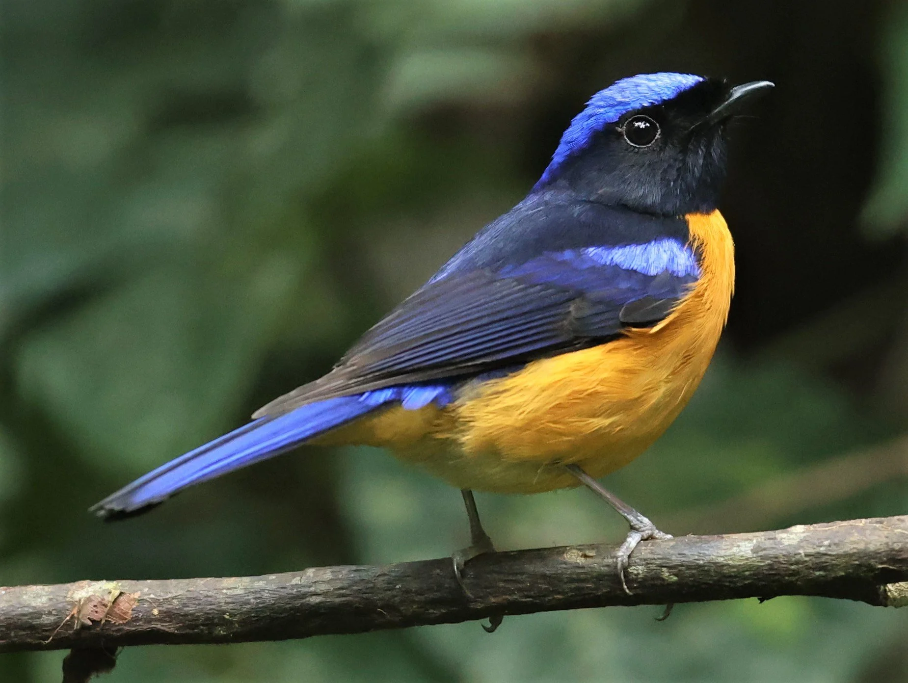 NILTAVA - RUFOUS-BELLIED NILTAVA - Niltava sundar - DOI INTHANON NP CHIANG MAI, DEC 2021 (65).JPG