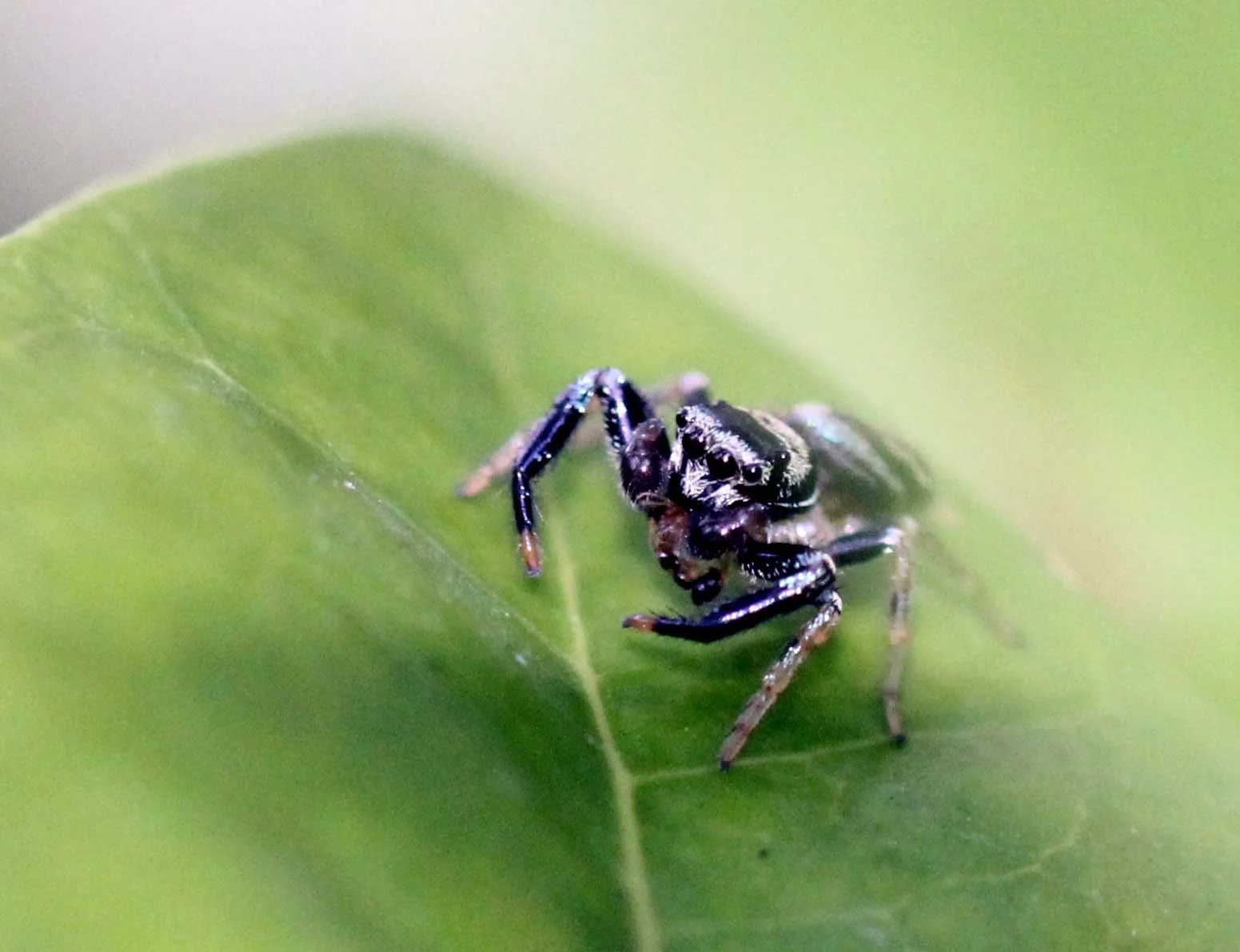 2013 in Nakhonsithammarat and some Krabi with Family (87).JPG