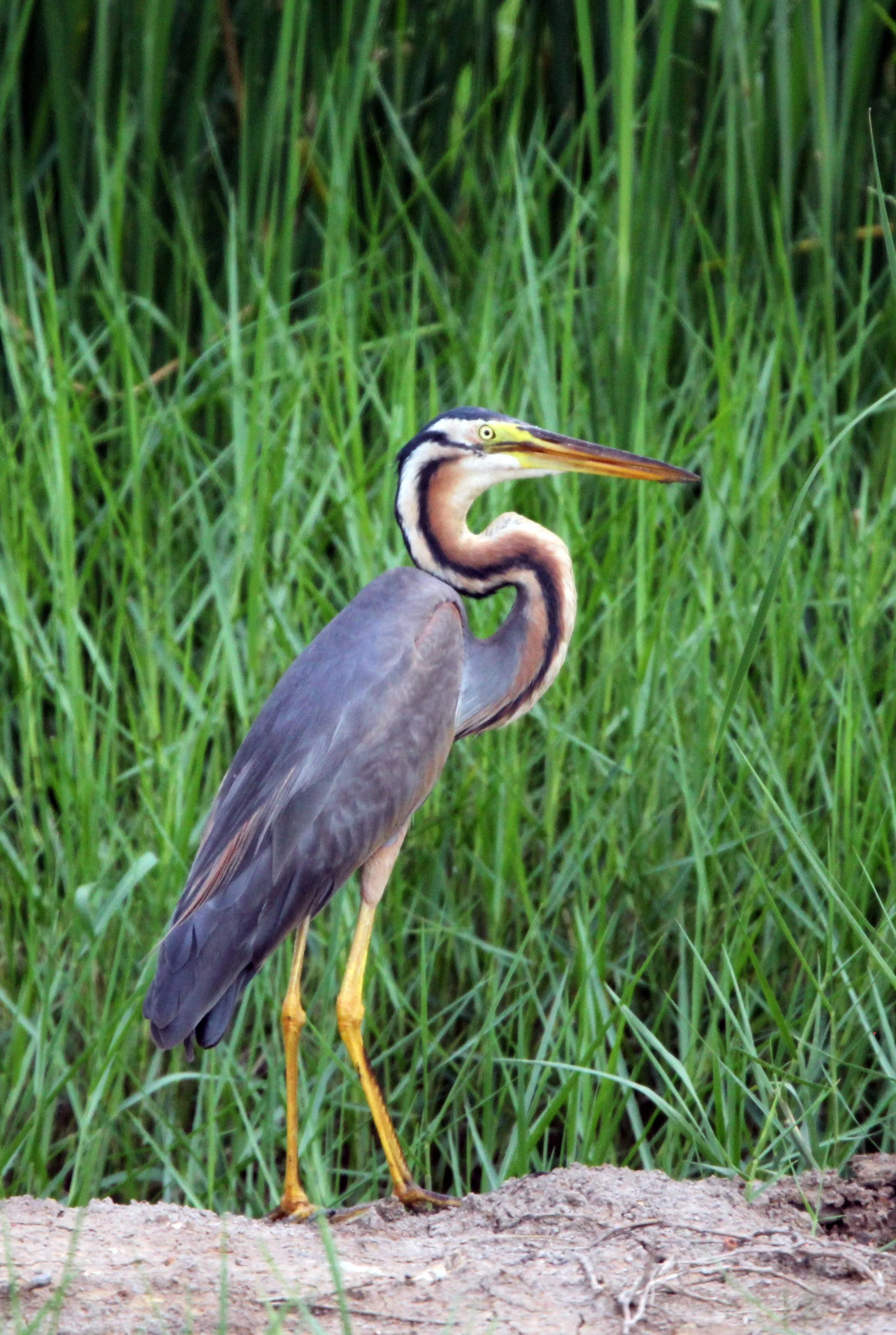 HERON - PURPLE HERON - Ardea purpurea - KHAO SAM ROI YOD THAILAND (11).JPG