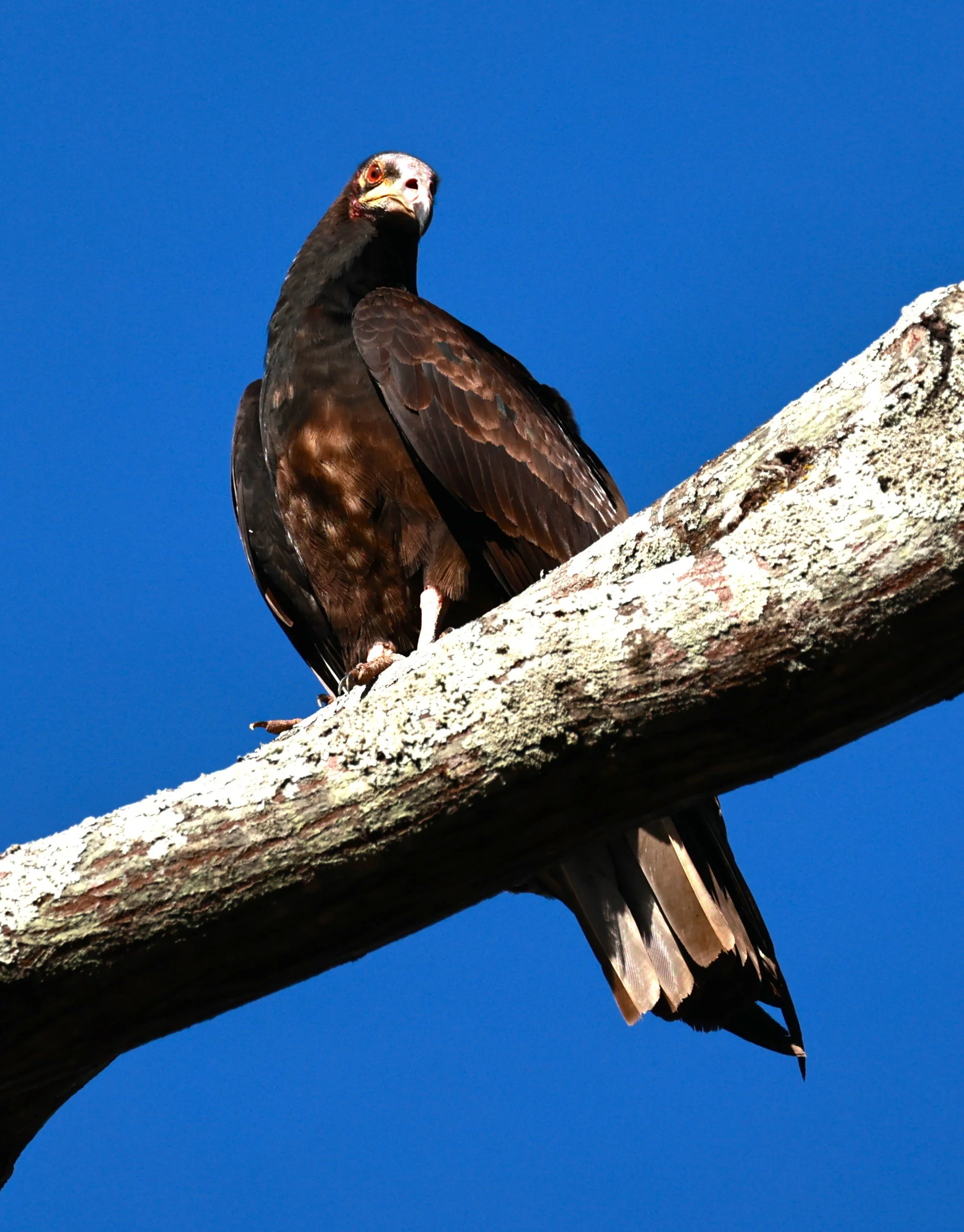 Vulture - Greater Yellow-headed Vulture - Cathartes melambrotus - Rio Doce State Park, Minas Gerais, Brazil (8).JPG