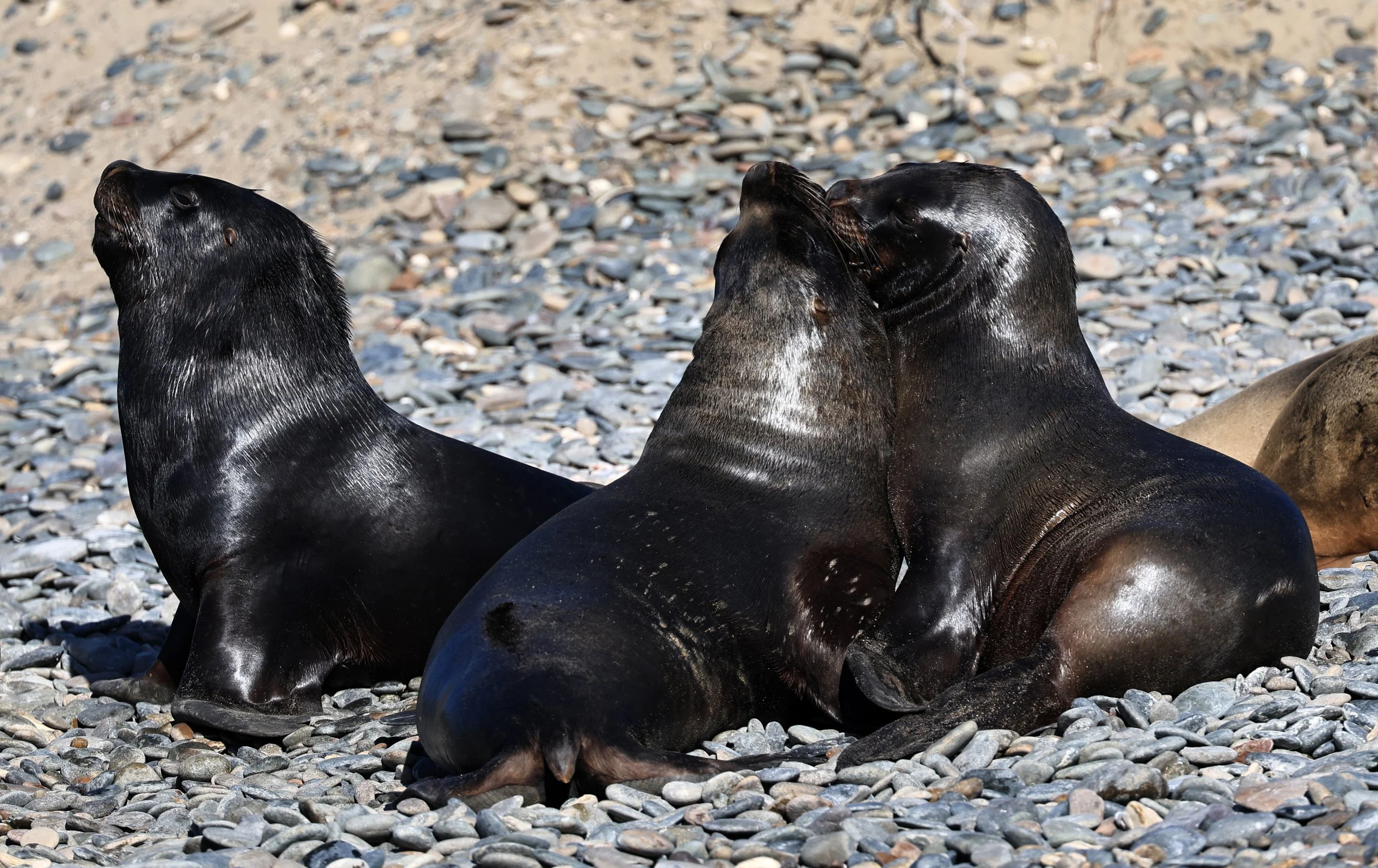 South American Sea Lion (Otaria flavescens) Puerto Rawson Argentina (34).jpg