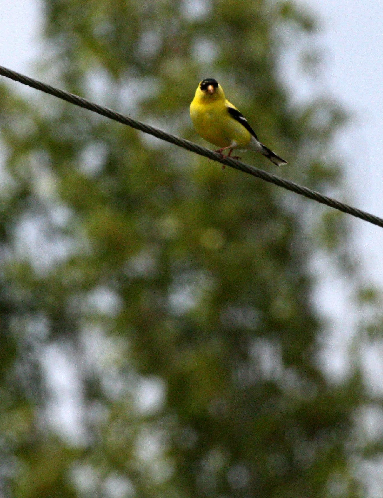 American Goldfinch (Spinus tristis) Dungeness NWR, Sequim Washington (2).JPG