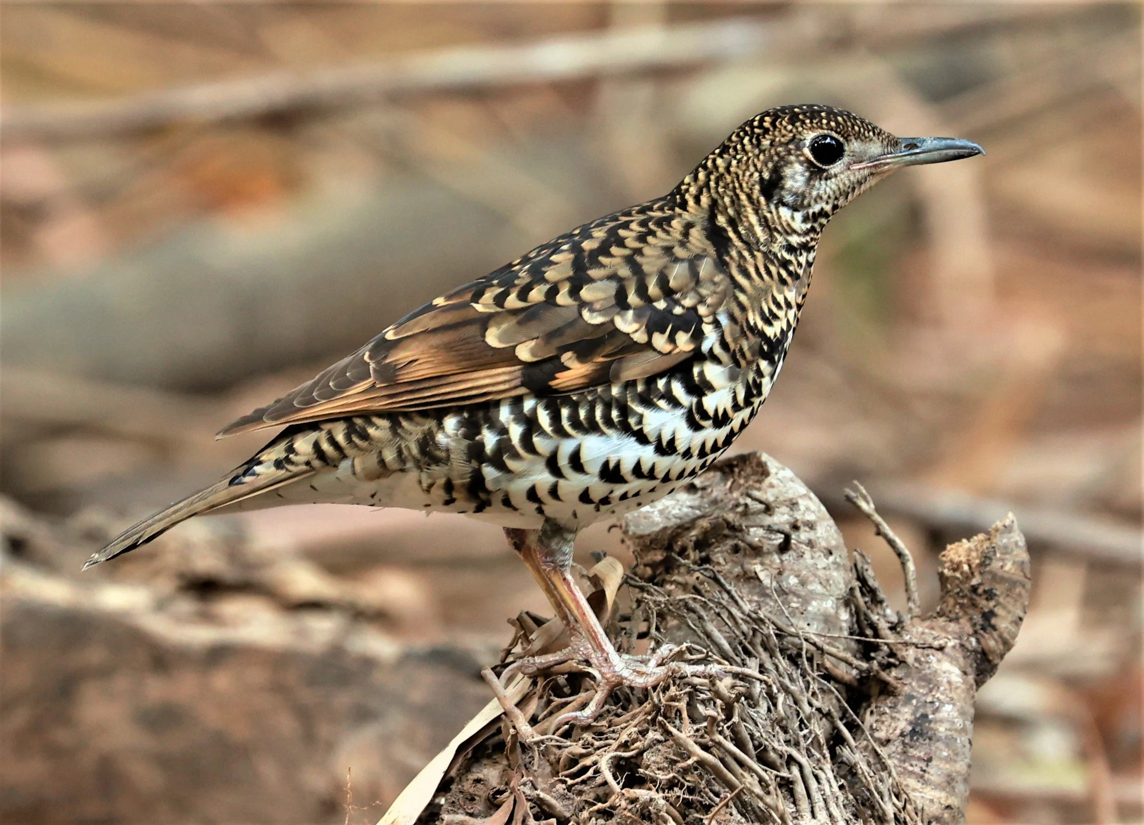 White's Thrush (Zoothera aurea) Putthamonthon Park Nakhon Pathom Thailand (208).jpg