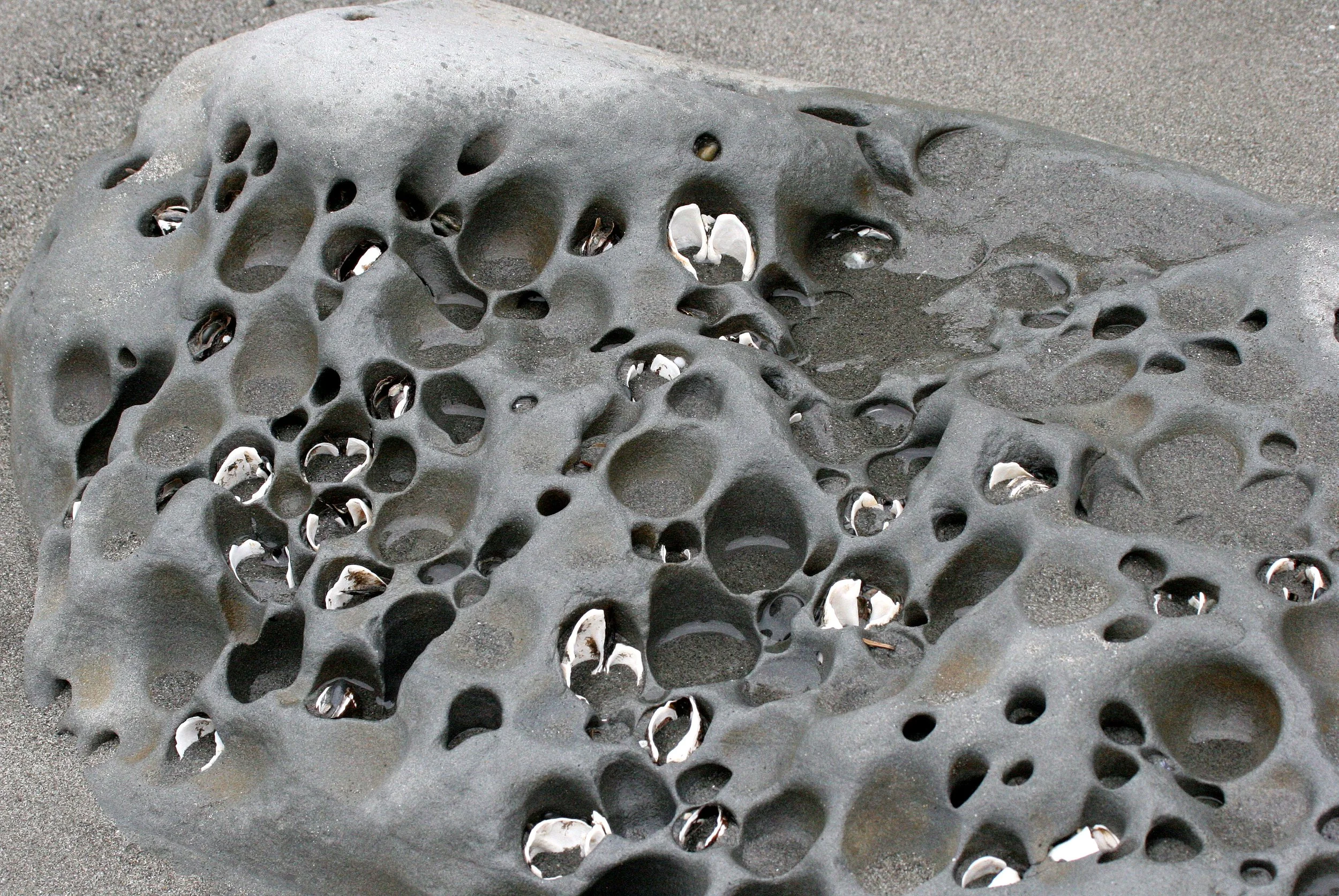 INVERTS - INTERTIDAL - MOLLUSCA - CLAMS - PIDDOCK CLAMS - BORING CLAMS - BEACH FOUR WA (4).JPG