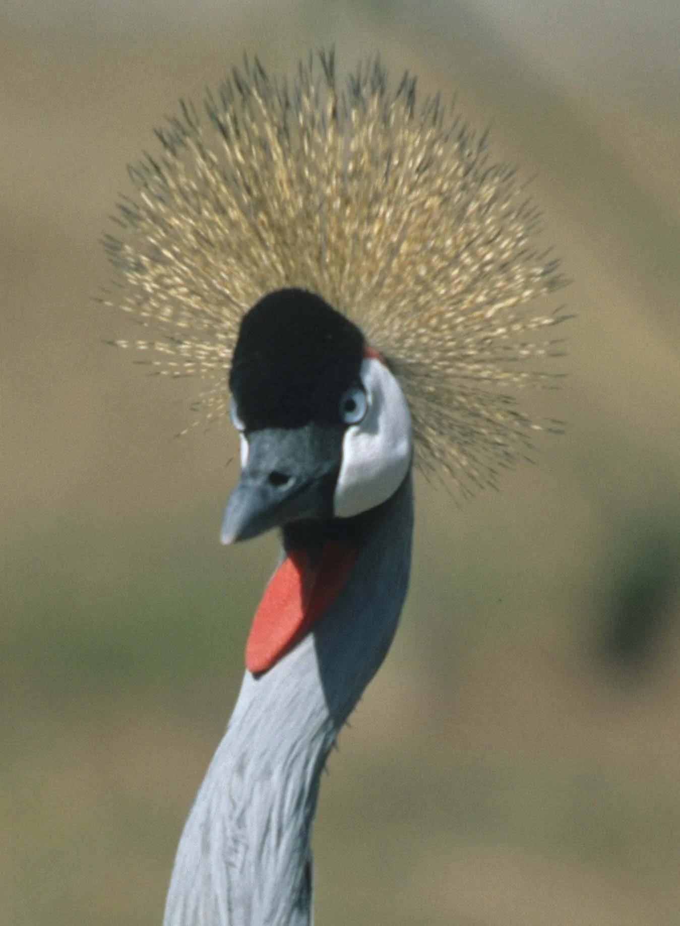 BIRDS - CRANE - CROWNED CRANE - SOUTHERN C.jpg