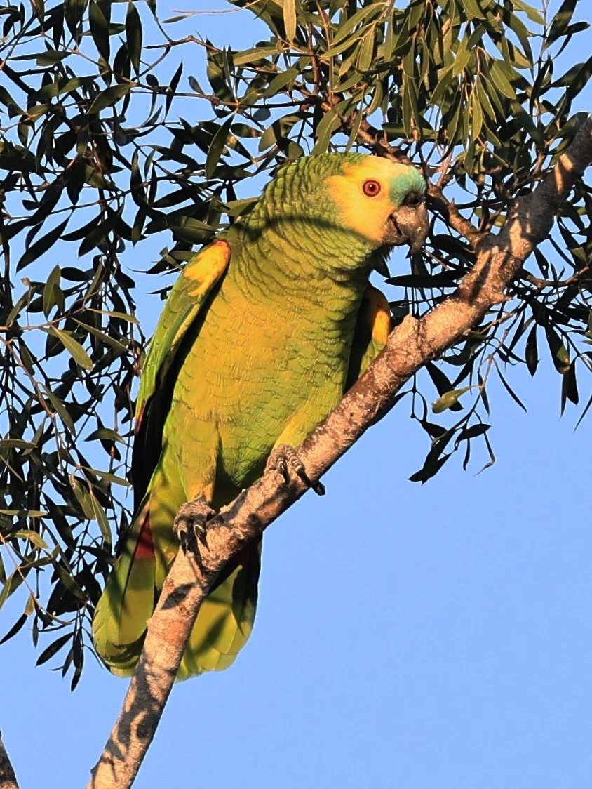 Turquoise-fronted Amazon (Amazona aestiva)