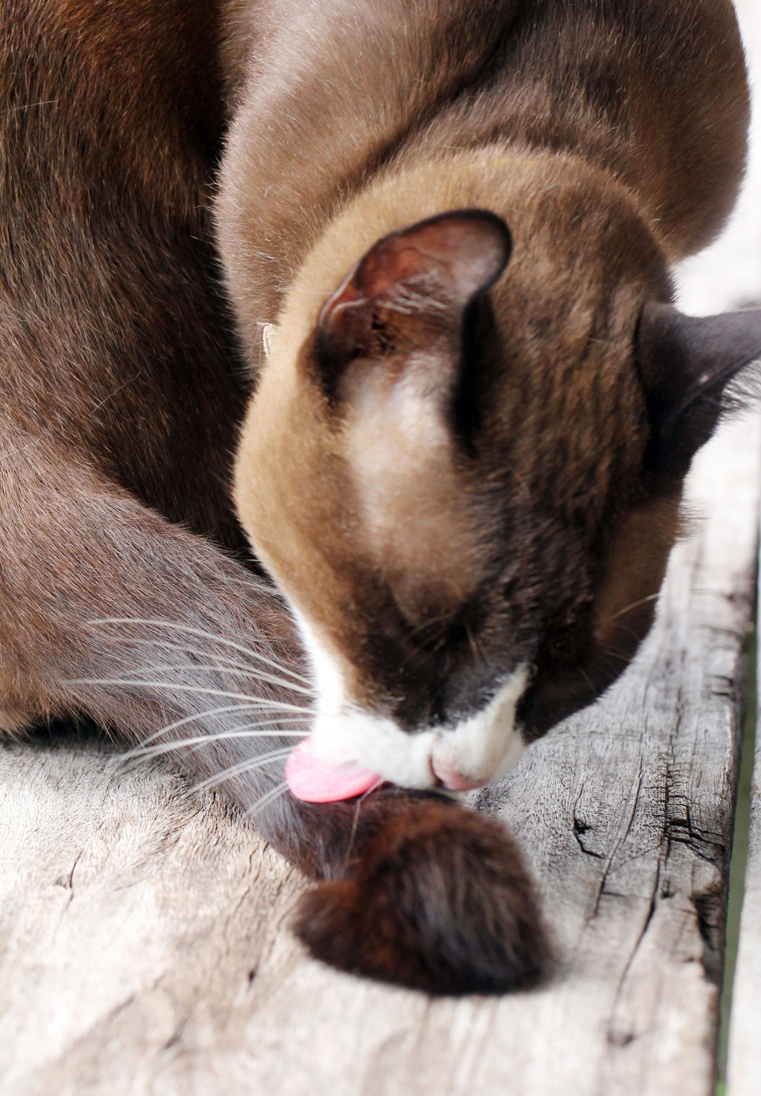 2014 Koh Kret Nonthaburi Bike Ride (154).JPG