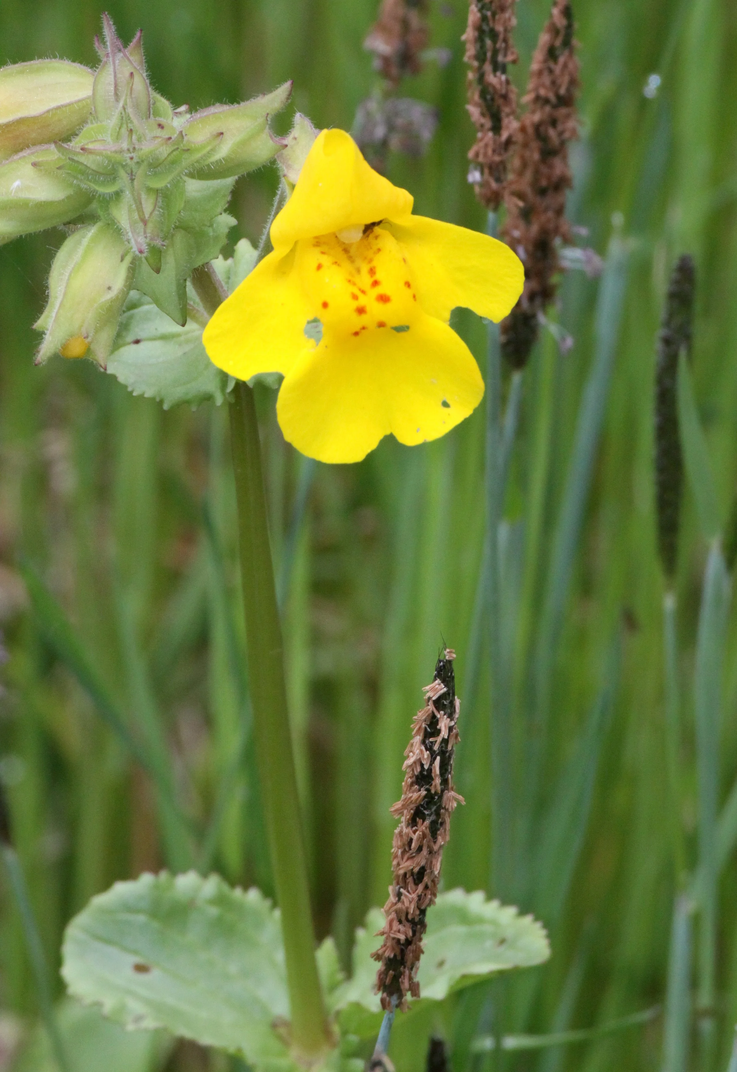 MIMULUS SPECIES - THOMPSON SOUND BC.JPG