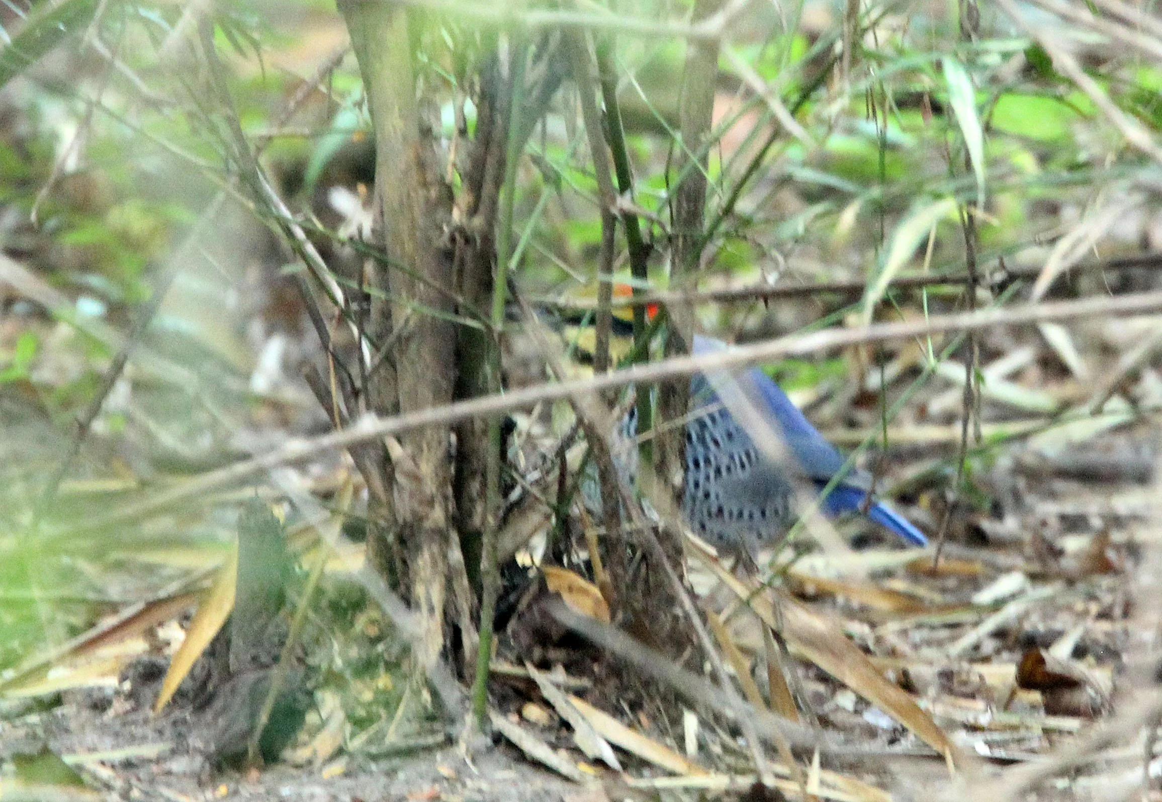 2014 Huai Kha Khaeng Bruce Kekule Trip (210).JPG