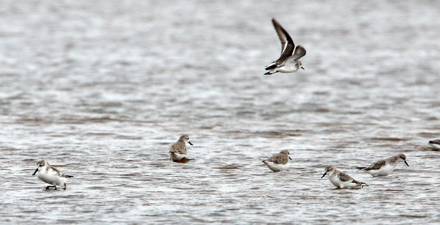 SANDPIPER - SPOON-BILLED SANDPIPER - Calidris pygmeus - PAK THALE PETCHABURI PROVINCE THAILAND (49).JPG