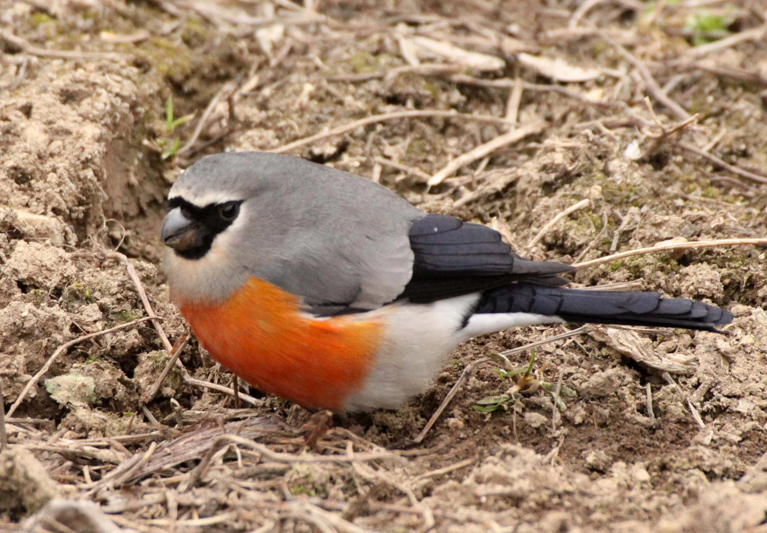 Grey-headed Bullfinch (Pyrrhula erythaca) foping Nature Reserve, Shaanxi China (11).JPG