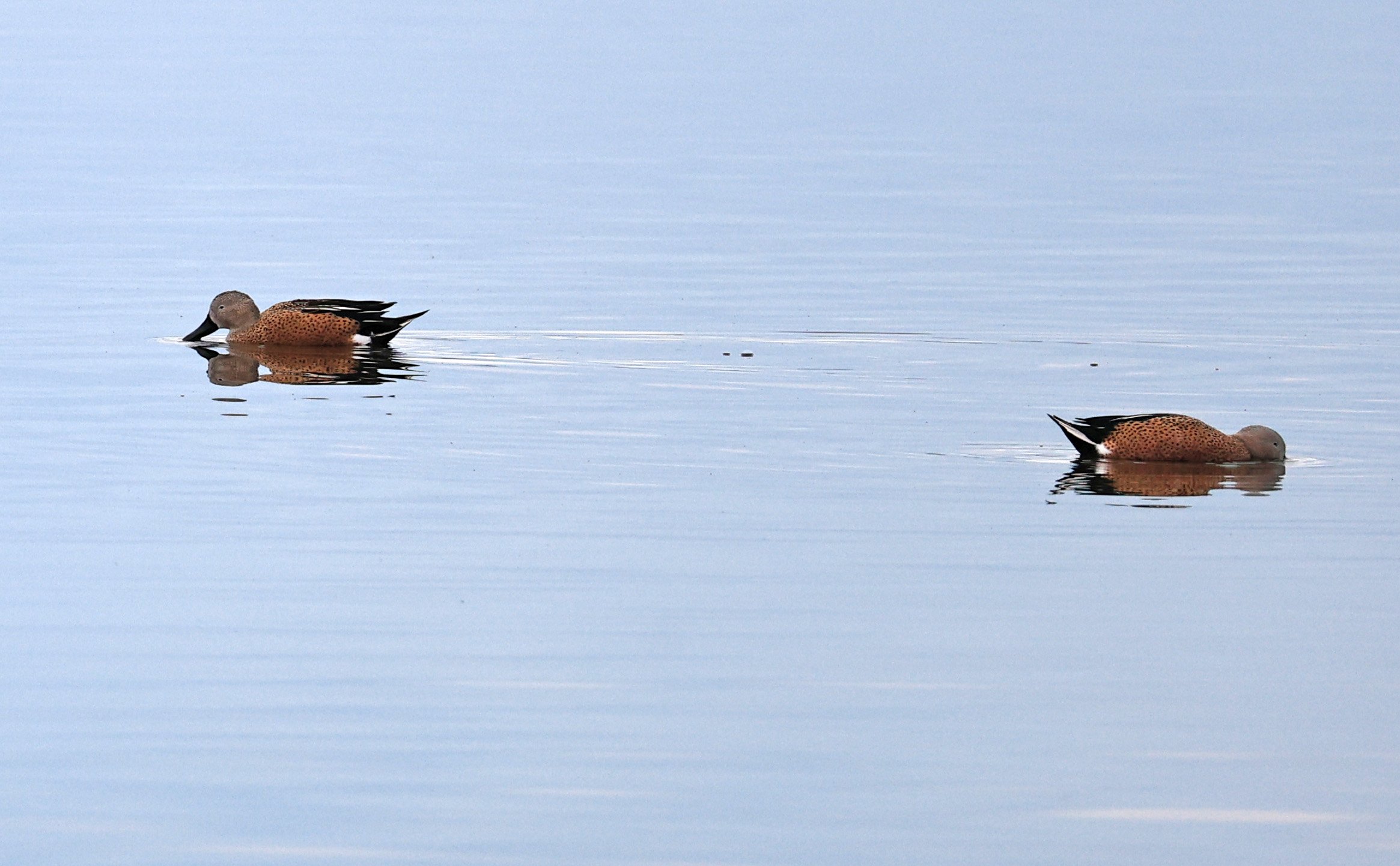 Red Shoveler (Spatula platalea) Lagunas del Ornitólogo, Trelew Argentina (13).jpg