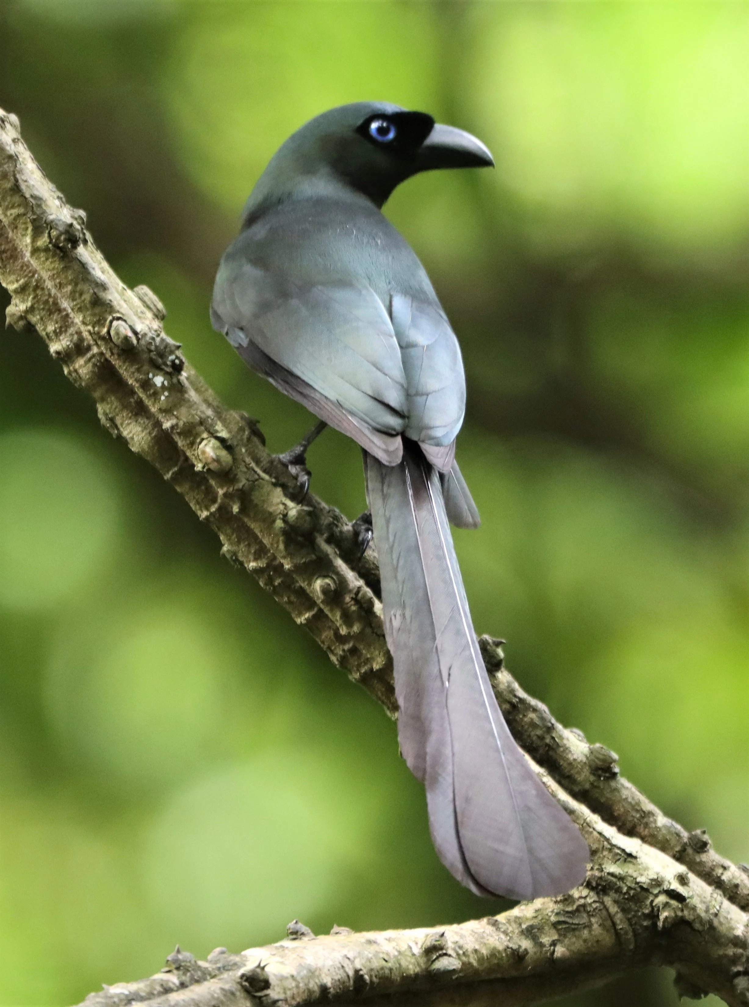 TREEPIE - RACKET-TAILED TREEPIE -Crypsirina temia - NEUNG HIDE KAENG KRACHAN  JUNE 2021 (2).jpg