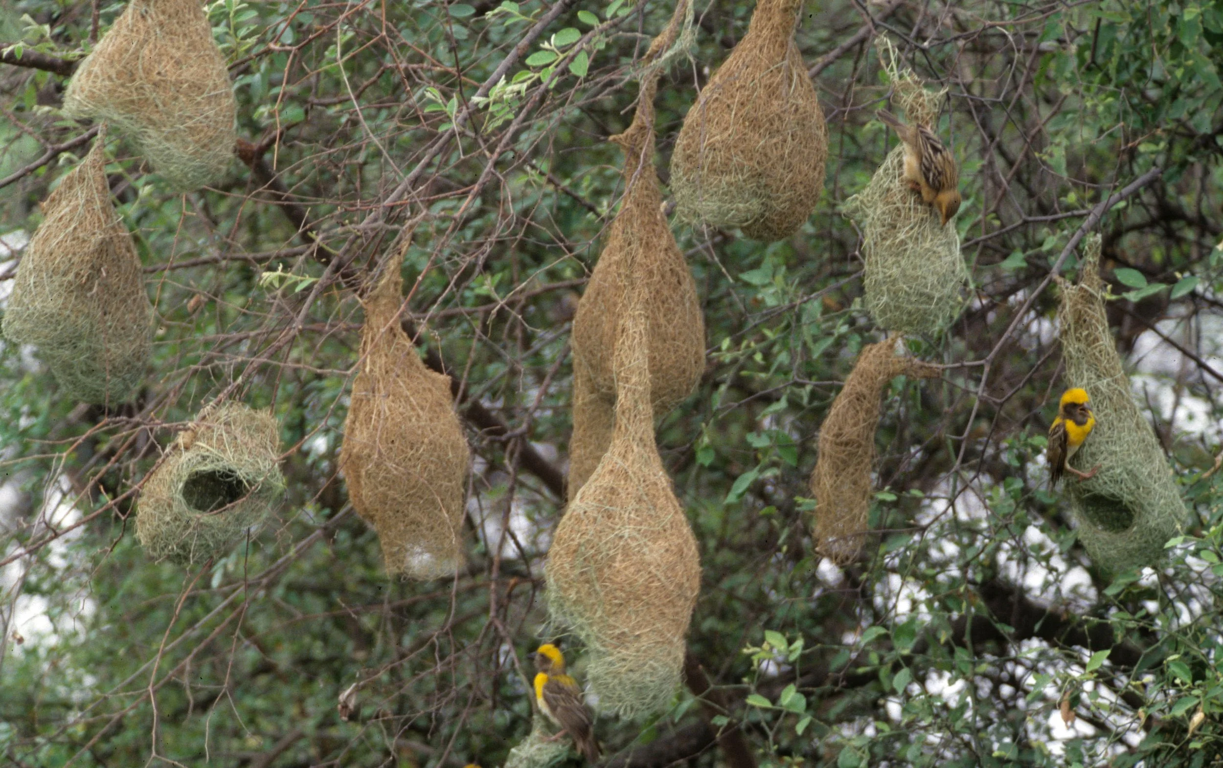 BIRD - WEAVER - BAYA WEAVERS - KALEODEO INDIA (2).jpg