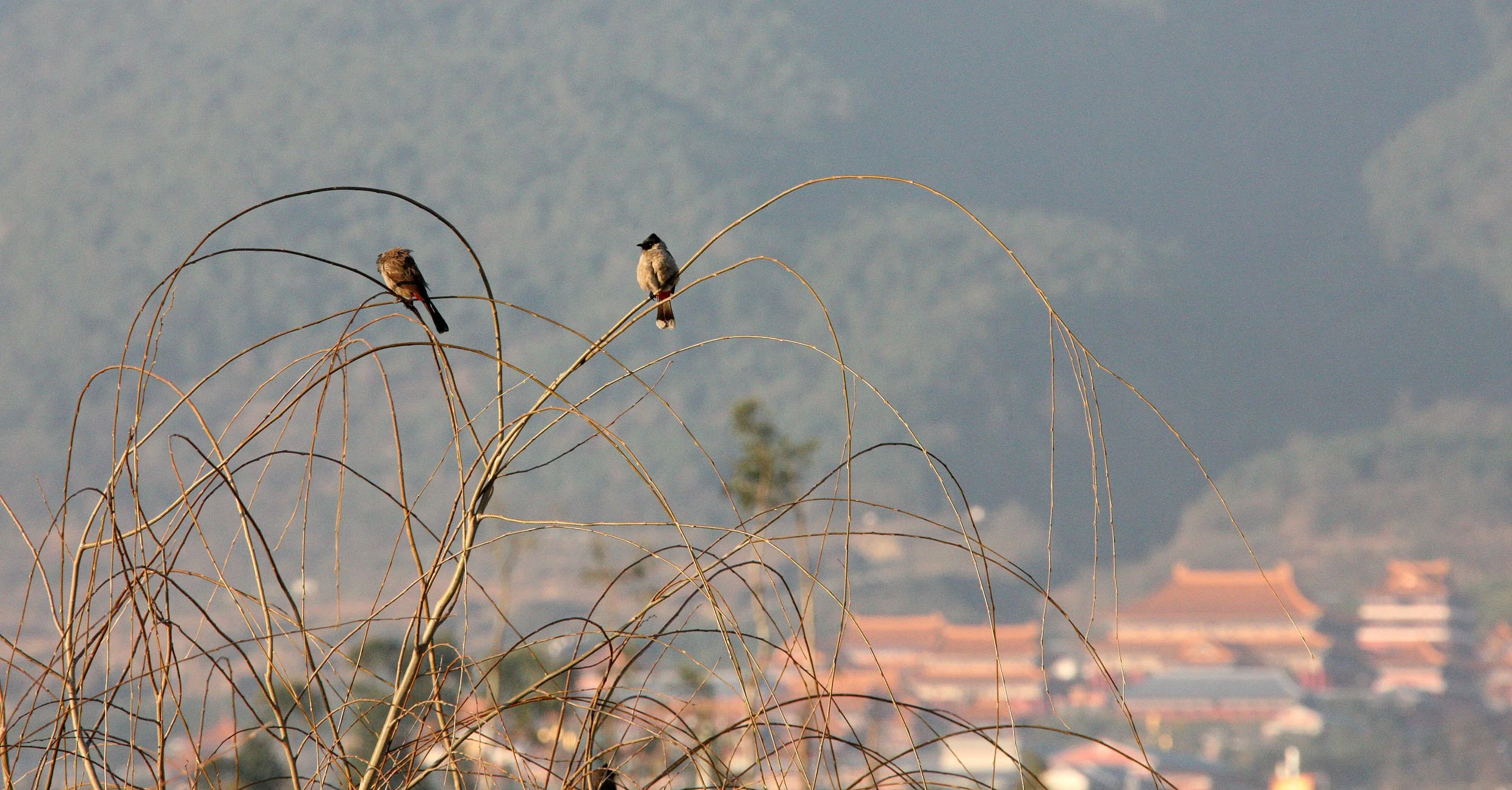 YUNNAN - DALI AND SURROUNDING AREA (45).JPG