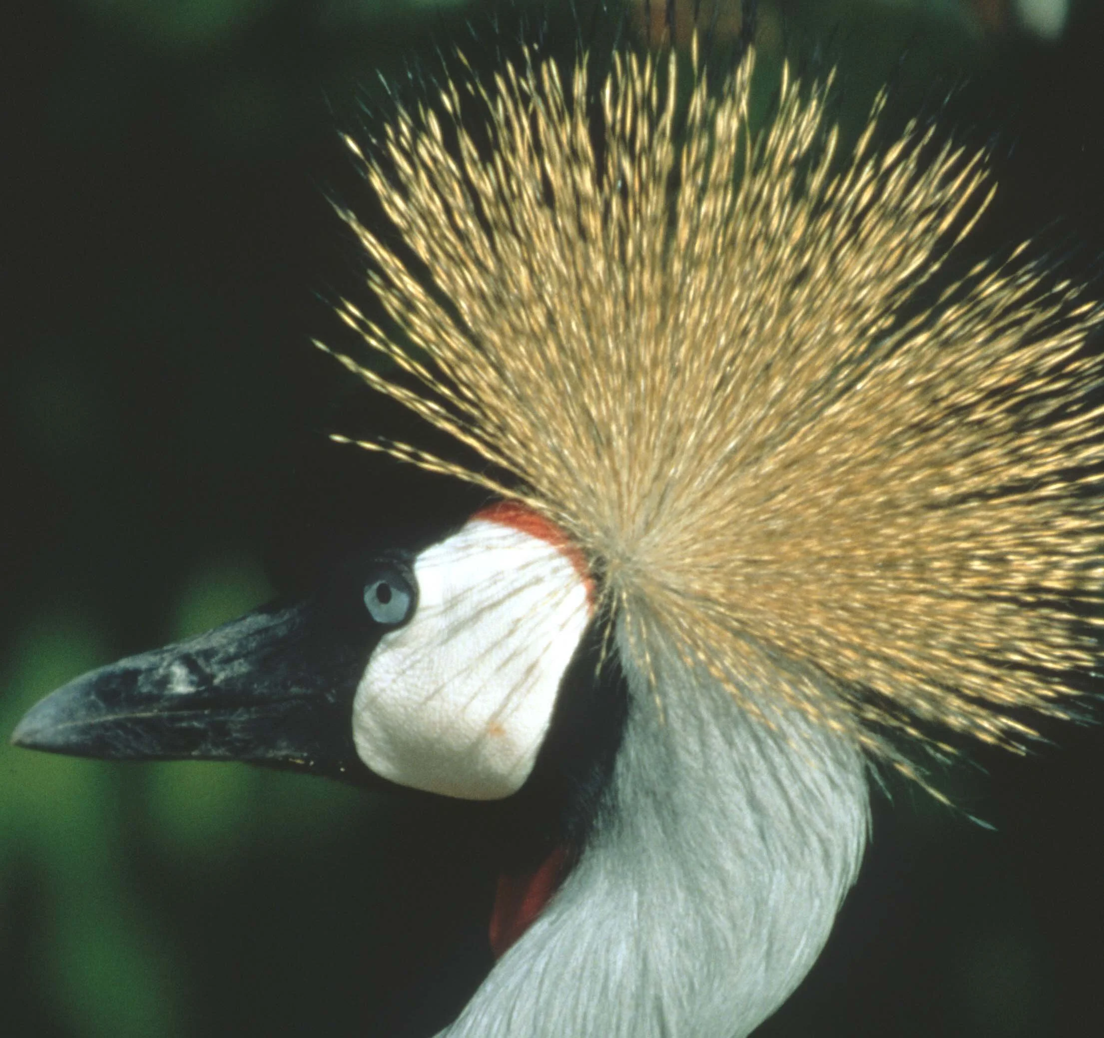 BIRDS - CRANE - CROWNED CRANE - SOUTHERN D1.jpg