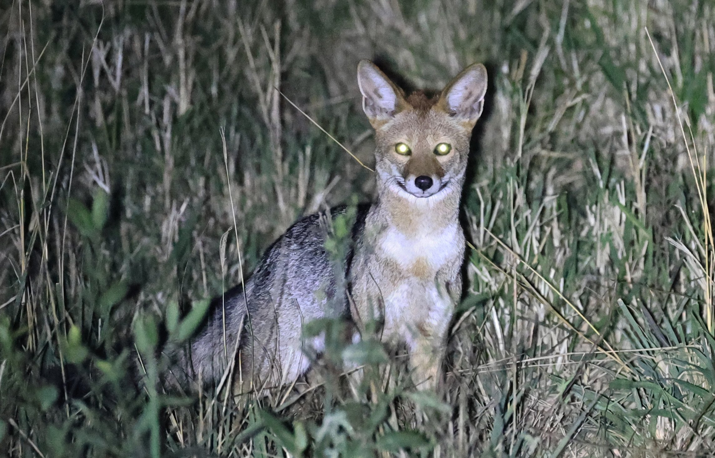 Pampas fox (Lycalopex gymnocercus) Hotel Campestre Iparoma Paraguay  (6).jpg