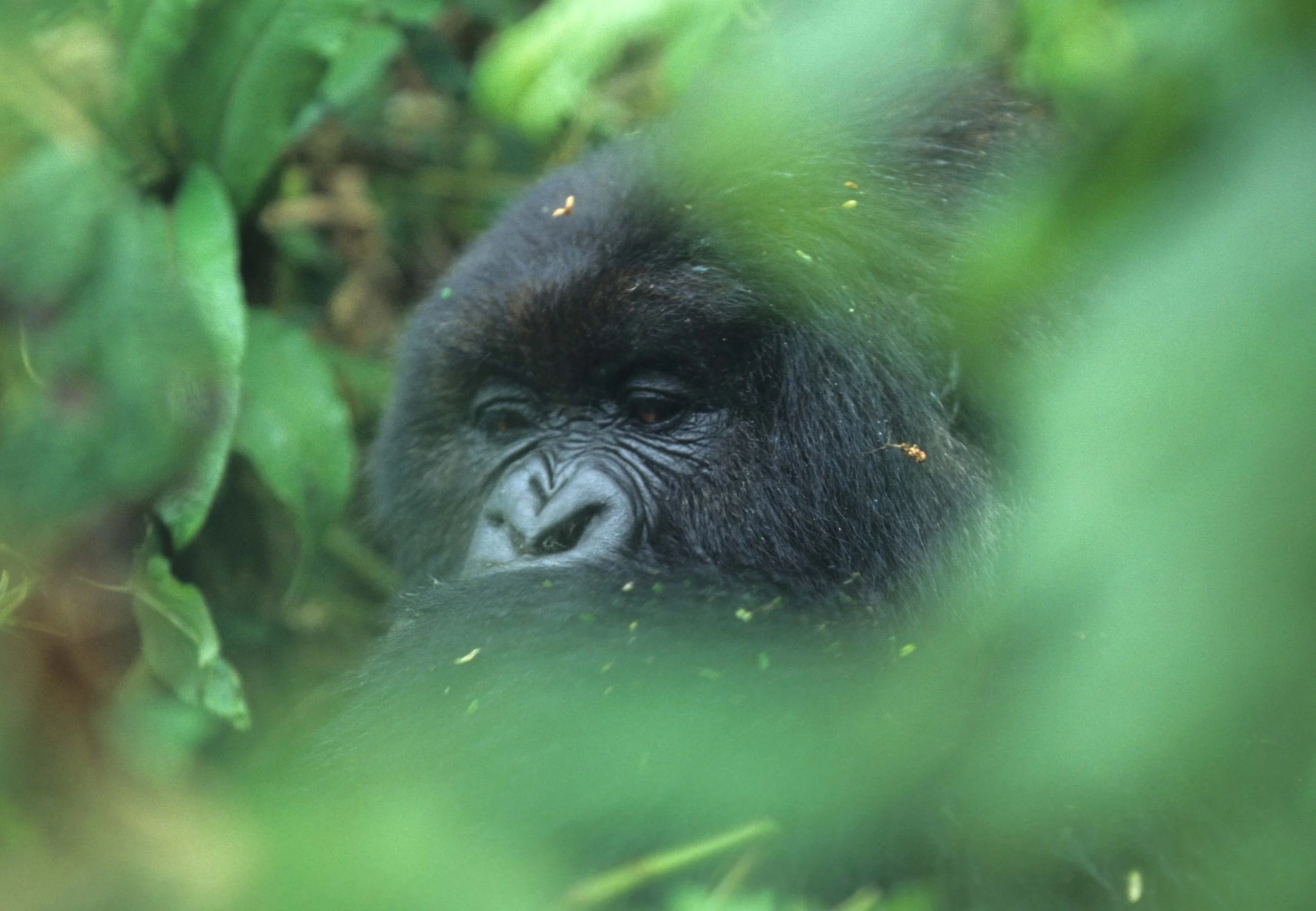 PRIMATE - GORILLA-RWANDA PARC DU VULCANS (9).jpg