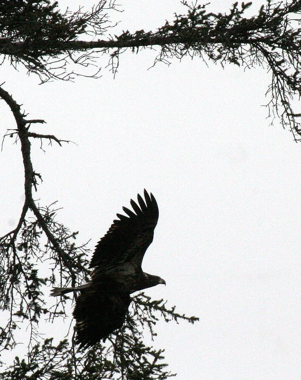 Haliaeetus leucocephalus - AMERICAN BALD EAGLE - BEACH FOUR WA (1).JPG