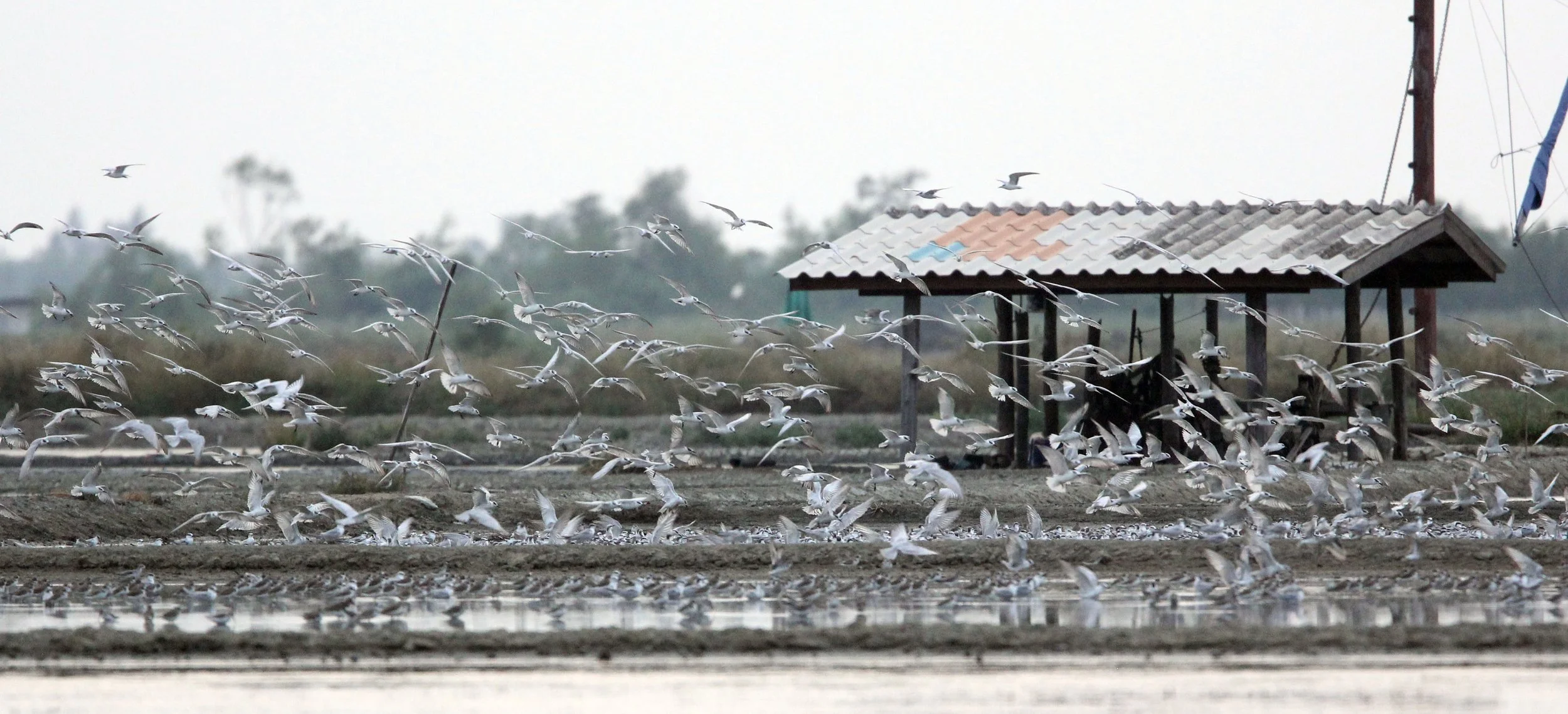 TERN - LITTLE TERN - Sterna albifrons - MIXED FLOCK - KOK KHAM MACHACHAI SALT PONDS - NEAR BANGKOK THAILAND (138).JPG