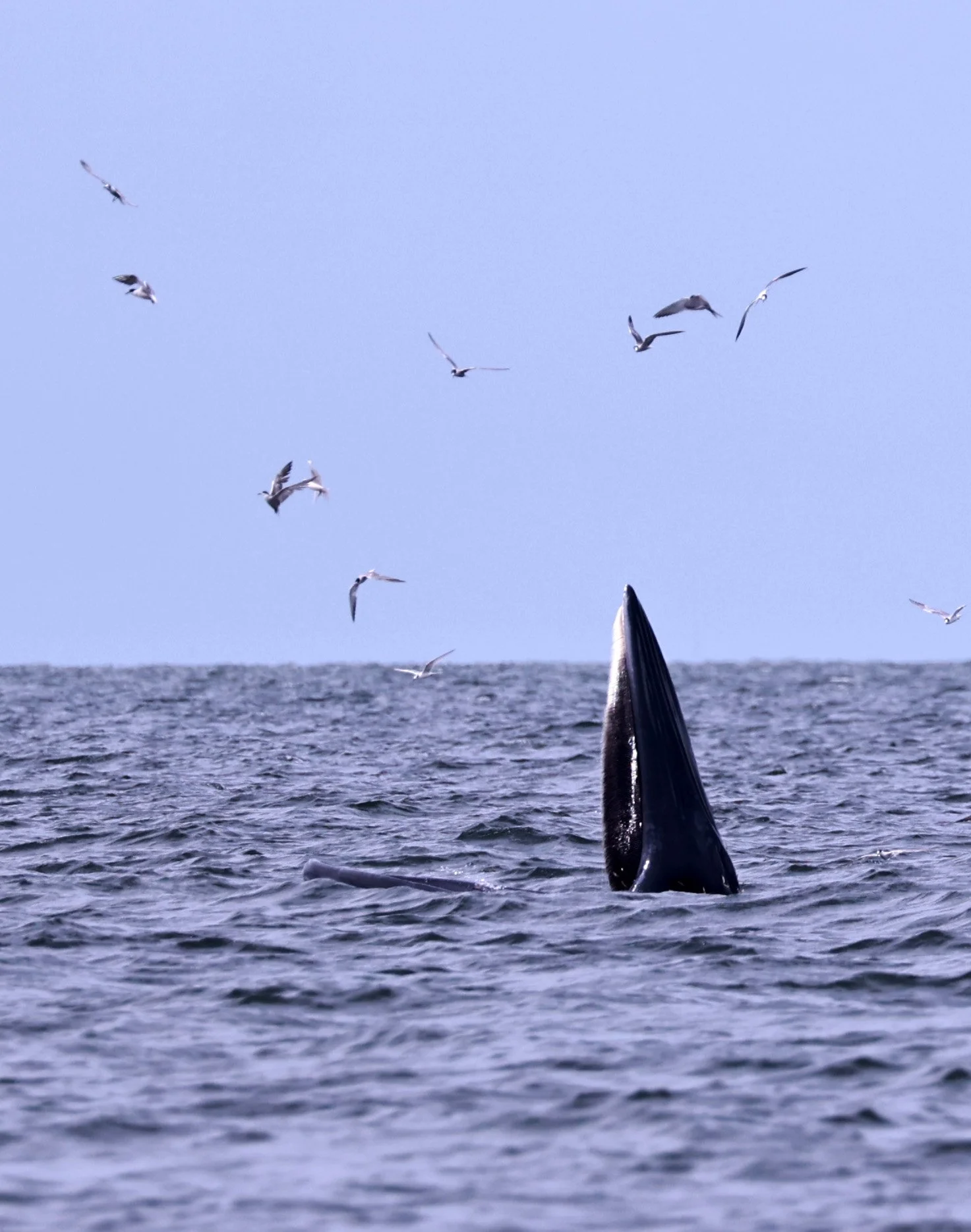 Balaenoptera edeni - Eden's Whale Sriracha Harbor Thailand (64).jpg