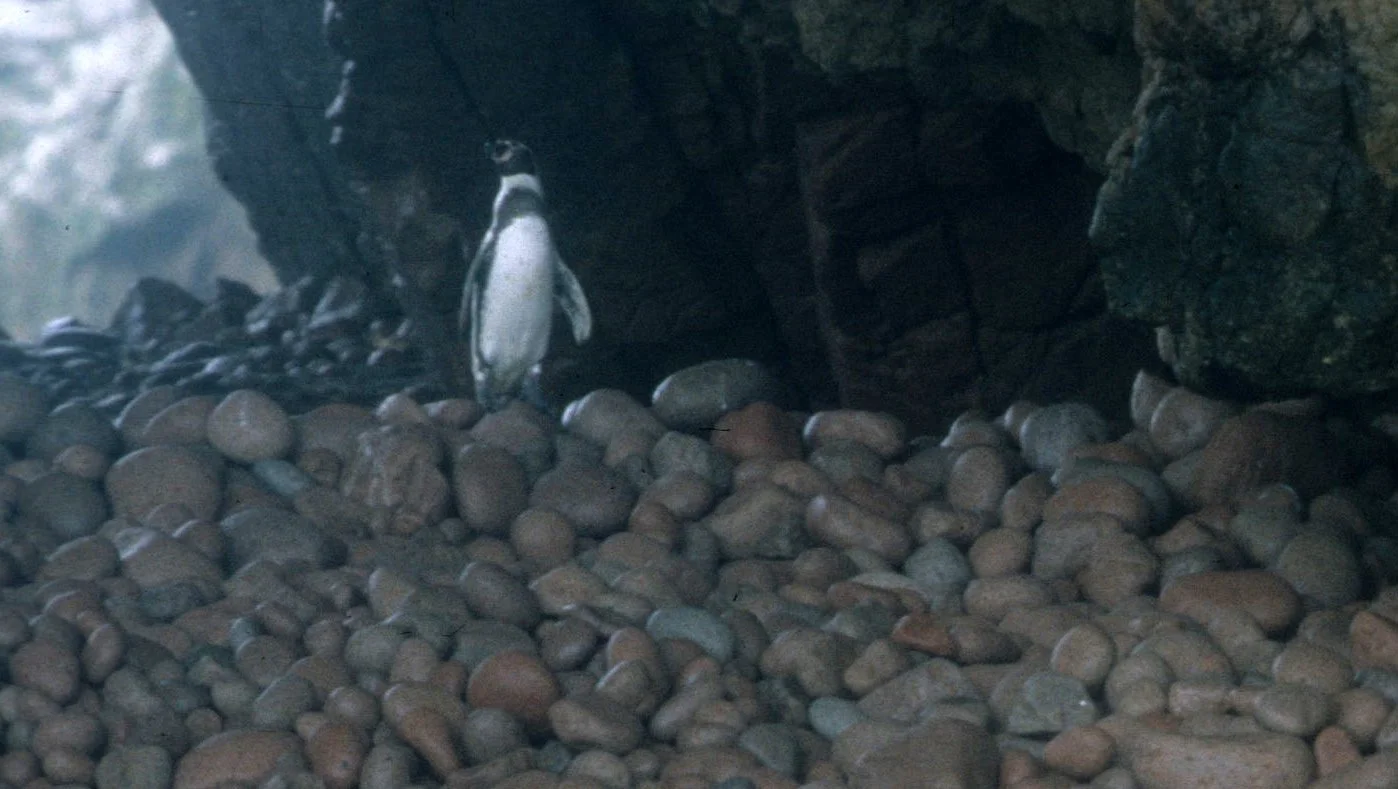 Humboldt Penguin (Spheniscus humboldti) Paracas Peru (7).jpg