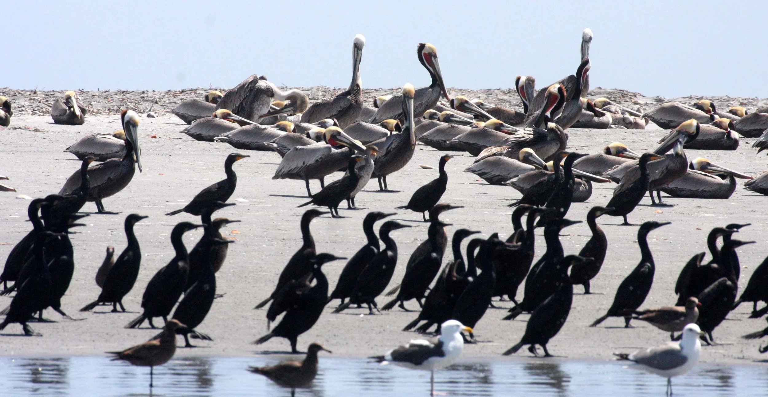 Pelecanus occidentalis - BROWN PELICAN - WITH BRANDT'S AND PELAGIC CORMORANTS - SAN IGNACIO LAGOON BAJA MEXICO (8).JPG