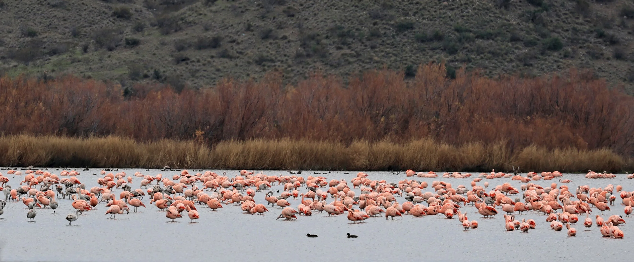 Chilean Flamingo (Phoenicopterus chilensis) Lagunas del Ornitólogo, Trelew Argentina (75).jpg