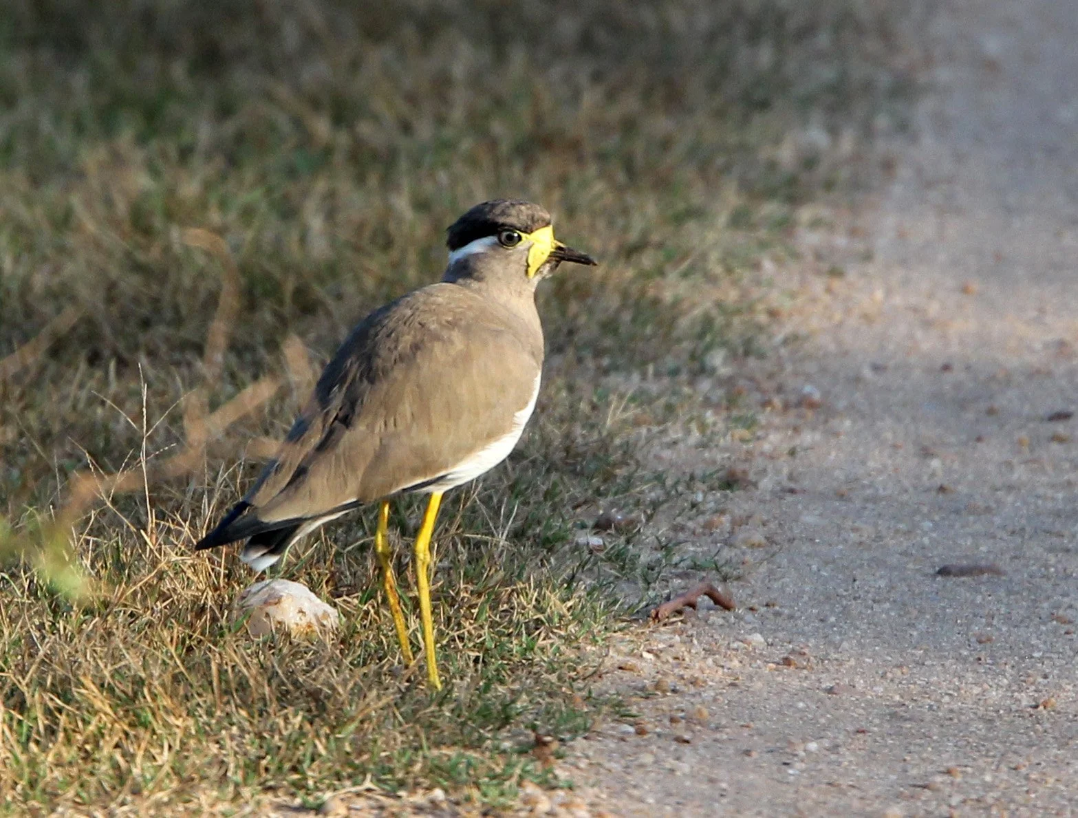 LAPWING - YELLOW-WATTLED LAPWING - Vanellus malabaricus - UDAWALAWA NATIONAL PARK SRI LANKA (5).JPG