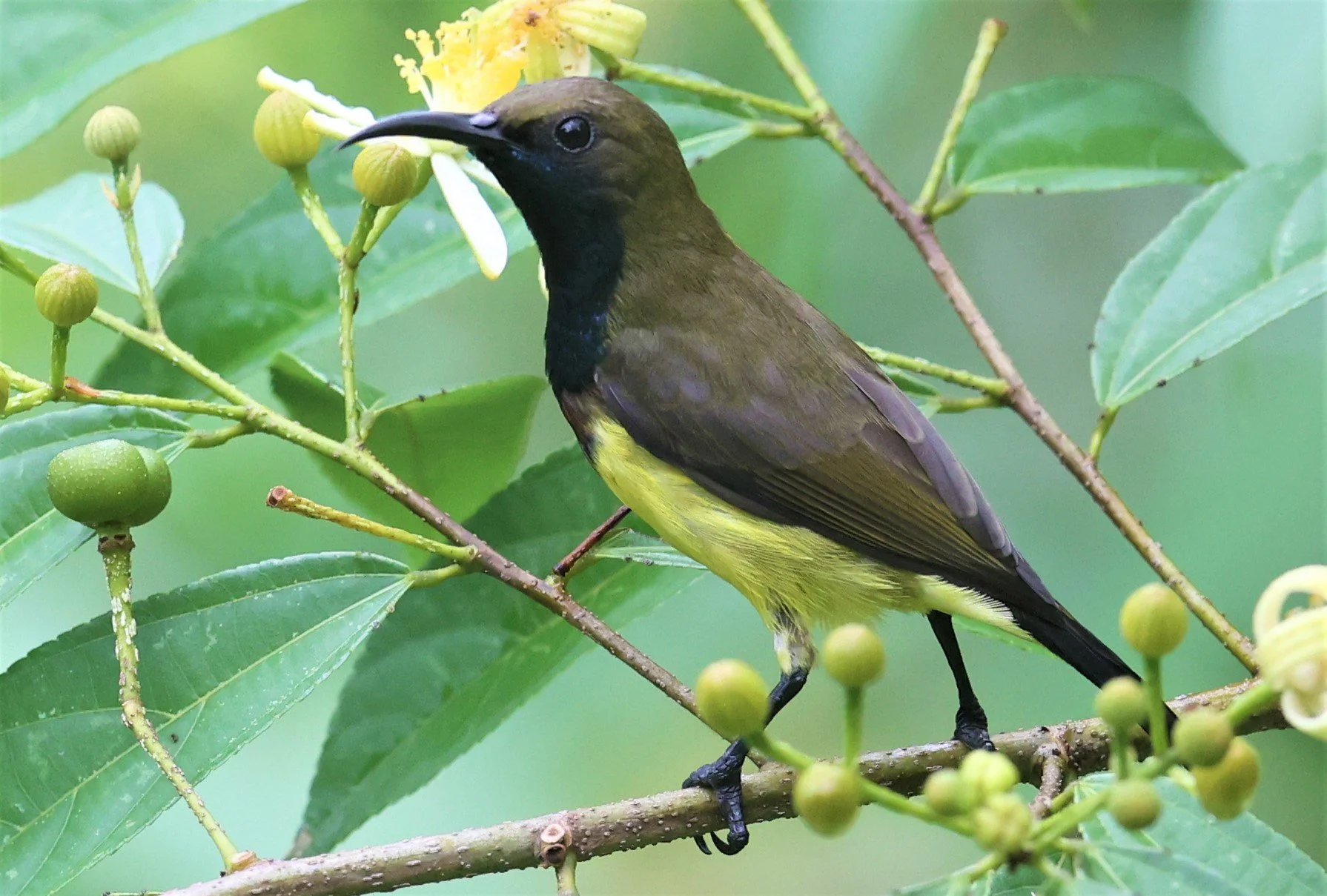 SUNBIRD - OLIVE-BACKED SUNBIRD - Nectarinia jugularis - KAENG KRACHAN NATIONAL PARK 16 OCT 2021 (73).jpg