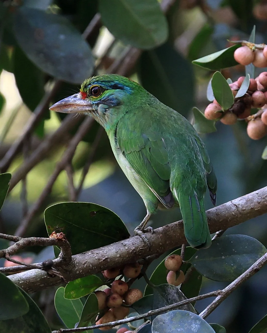 Moustached Barbet (Psilopogon incognitus) Khao Yai National Park Feb 2026 Day 2 (27).jpg