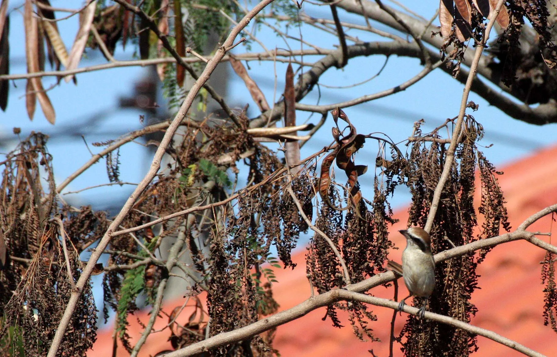 Brown Shrike (Lanius cristatus) Chiang Mai Thailand (9).JPG