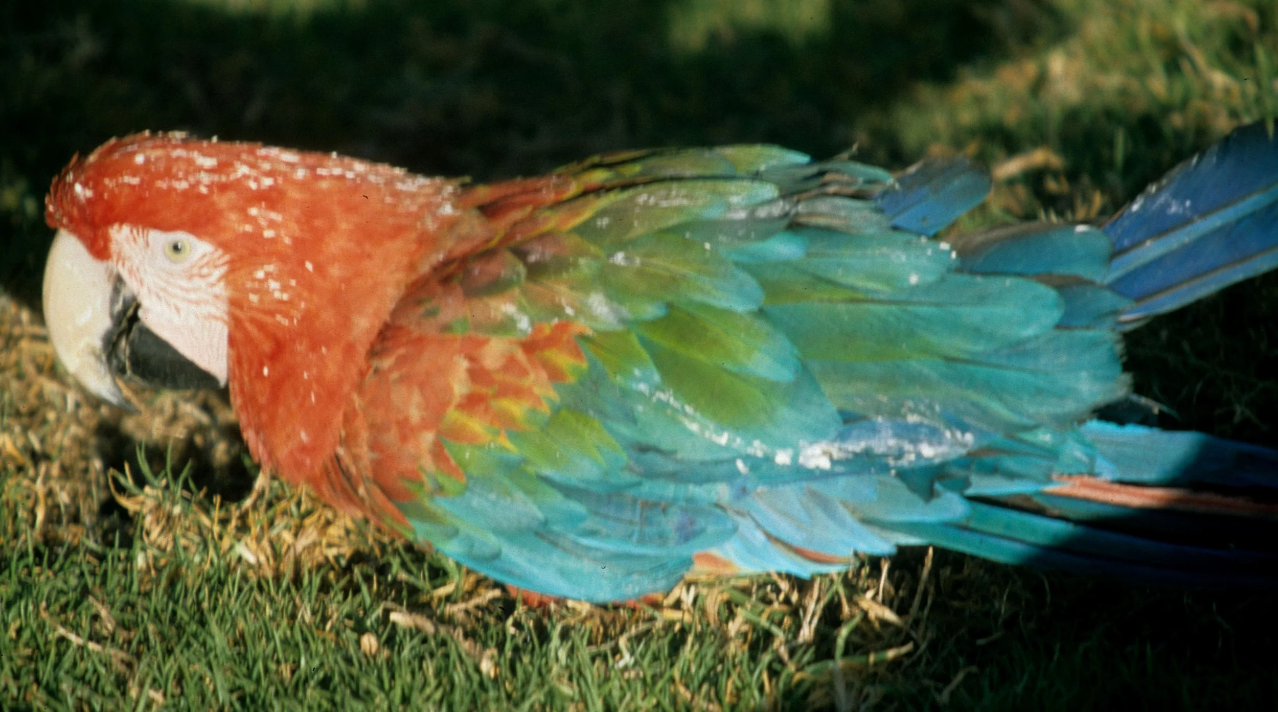 BIRD - MACAW - RED AND GREEN - MANU PET.jpg