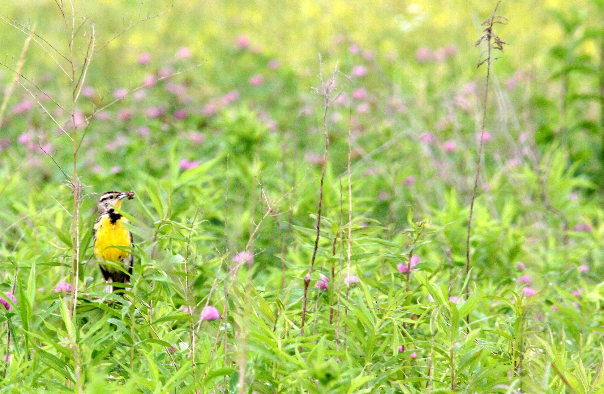 Eastern Meadowlark (Sturnella magna) McKee Marsh Illinois (2).JPG