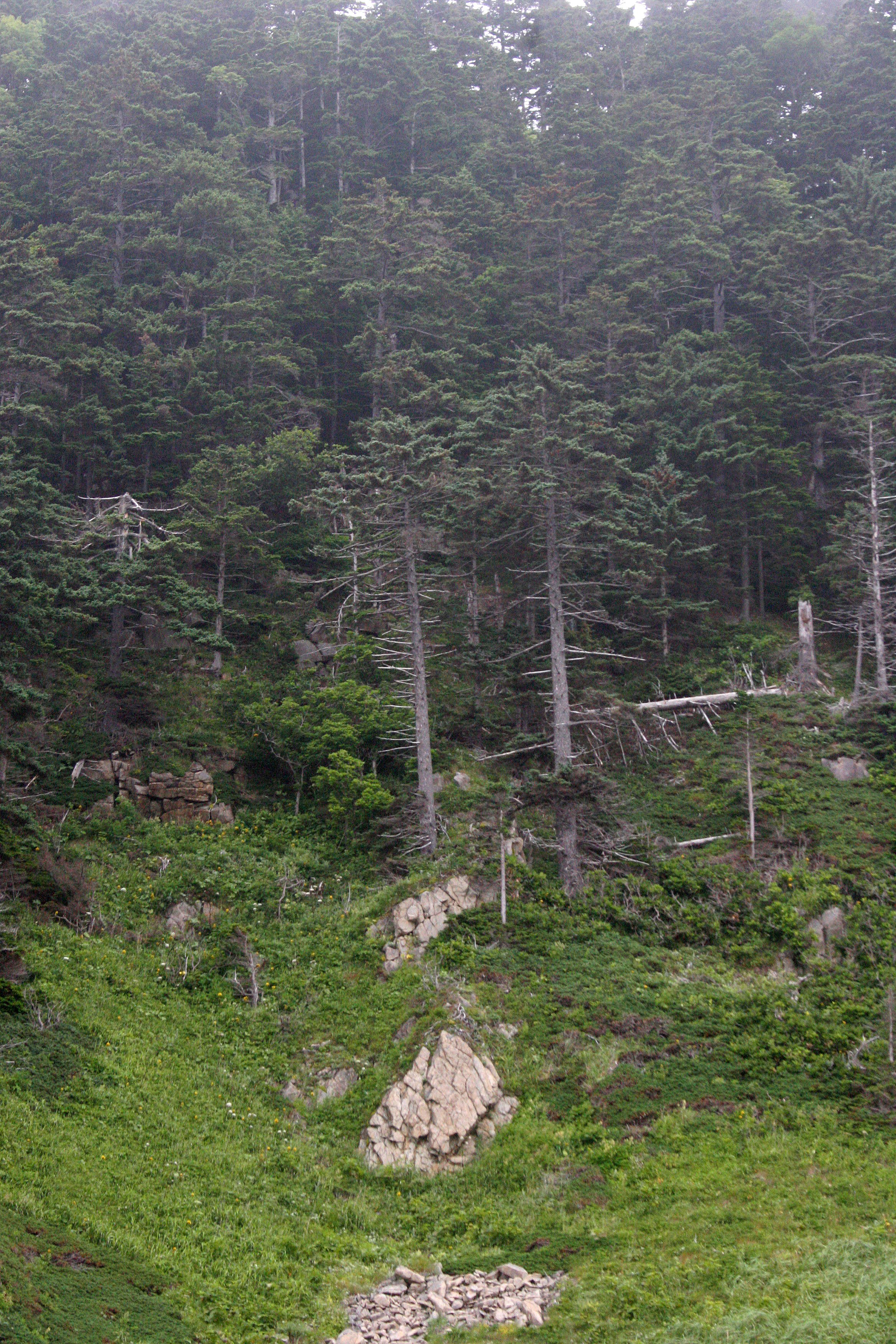 KURIL ISLANDS - FLORA  (54).jpg