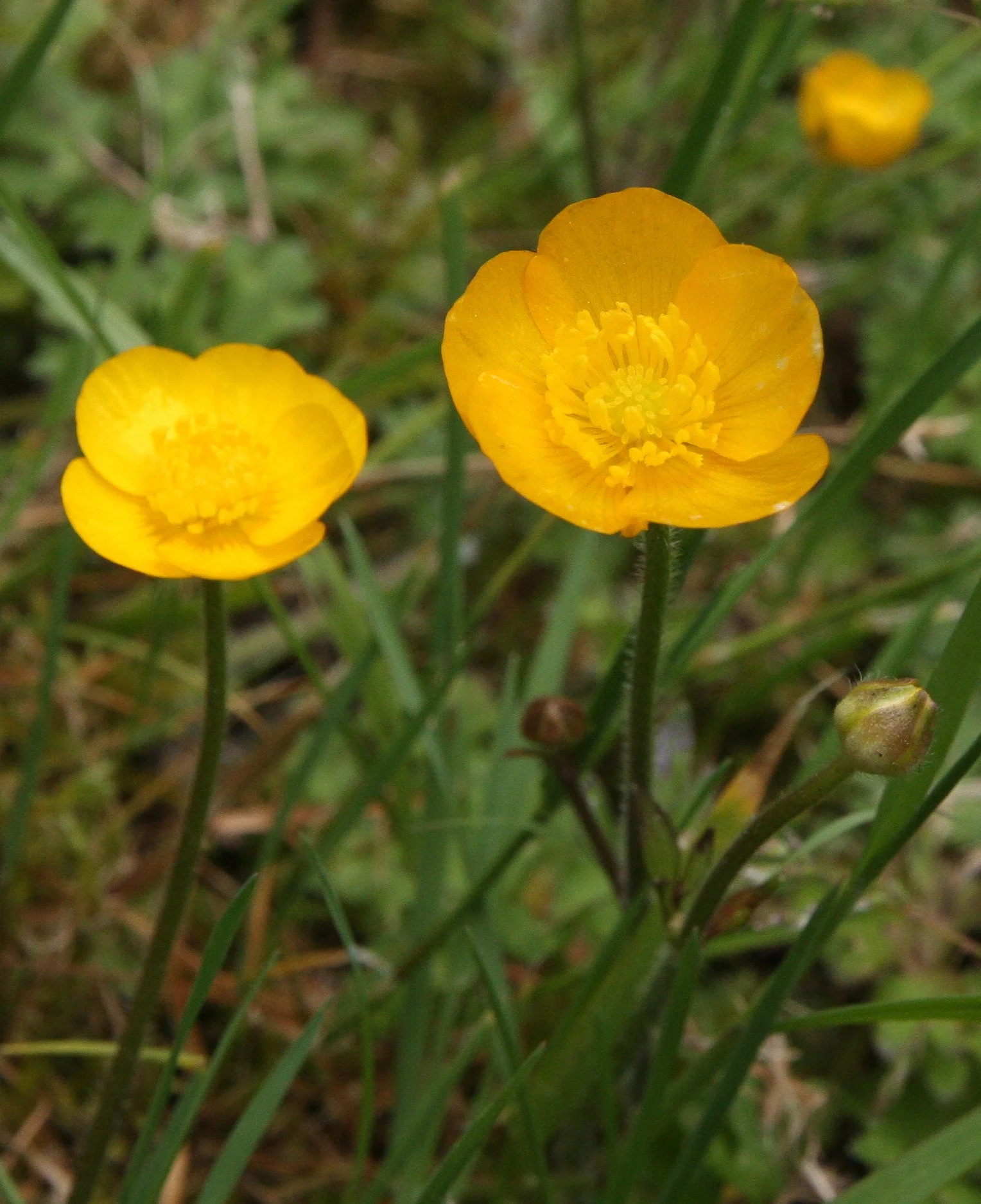 RANUNCULACEAE - RANUNCULUS SPECIES - THOMPSON SOUND BC.JPG