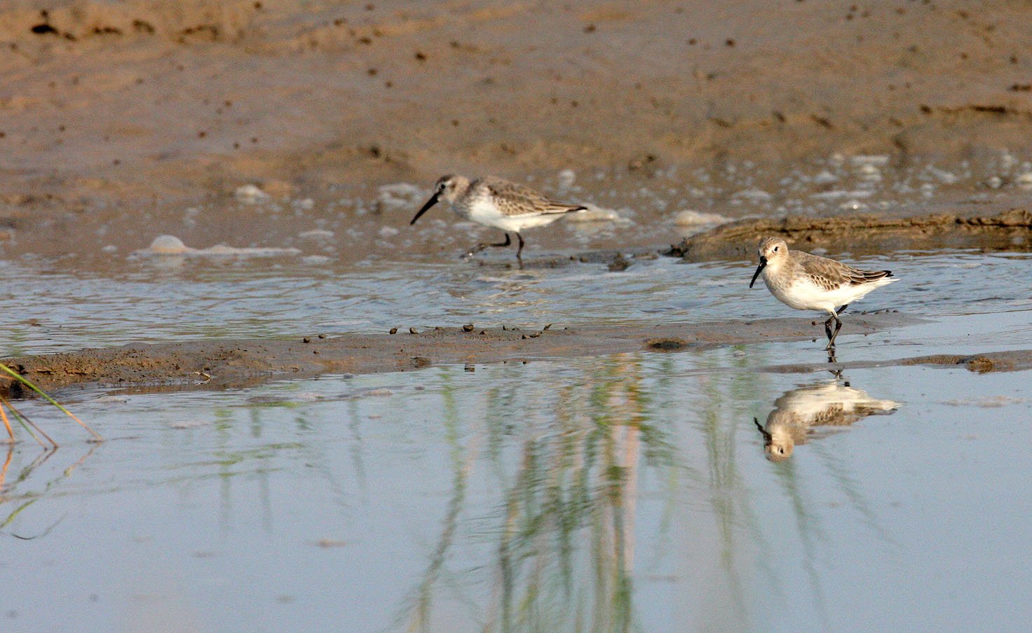 BIRD - DUNLIN -  NANKOU, RUDONG, CHINA (7).JPG