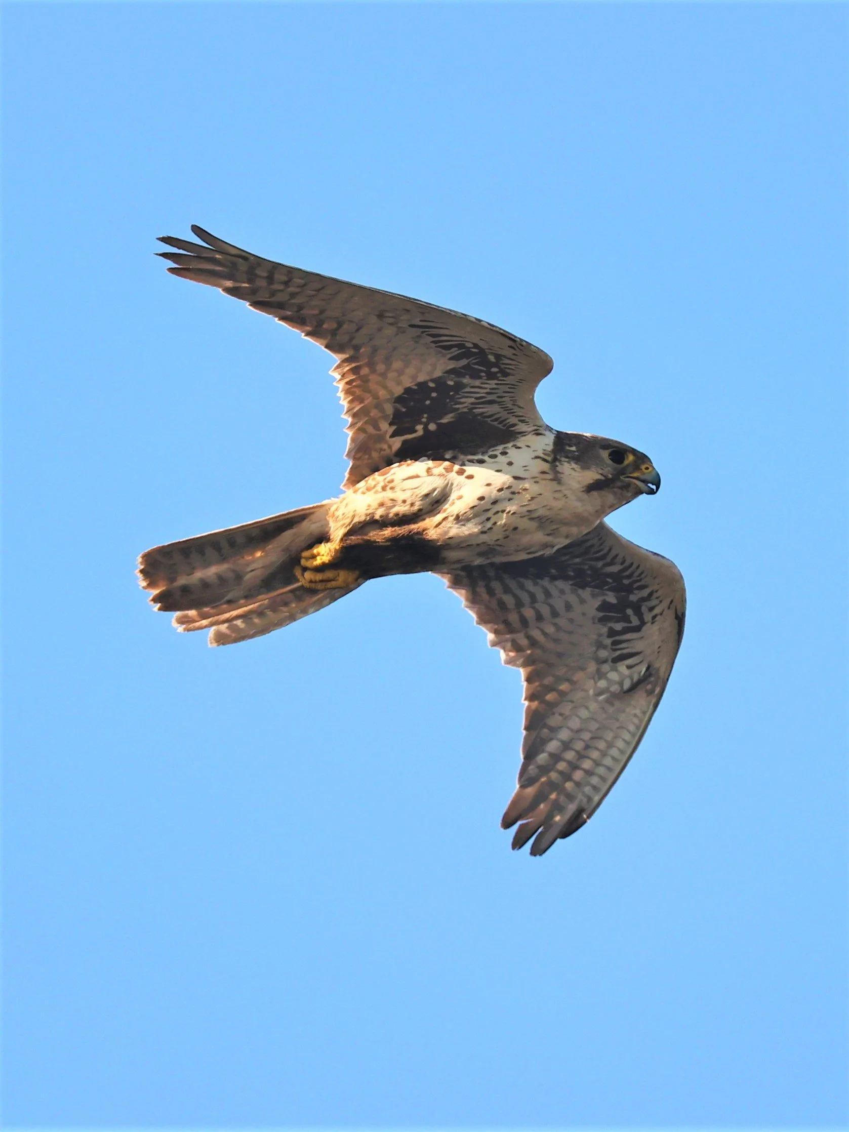 Falco mexicanus - PRAIRIE FALCON - MORLEY NELSON SNAKE RIVER BIRDS OF PREY NRA (46).jpg
