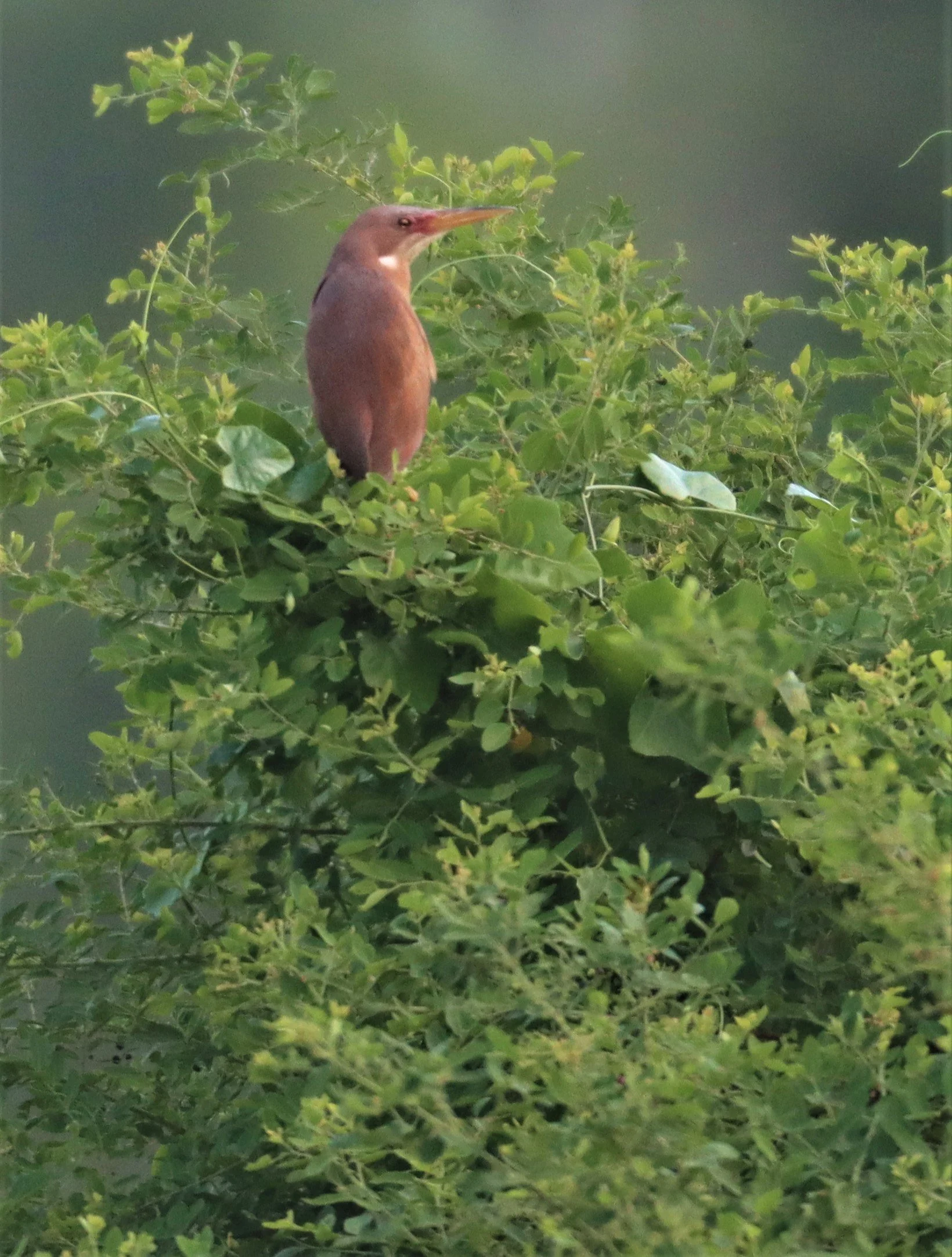 BITTERN - CINNAMON BITTERN (CHESTNUT BITTERN) - Ixobrychus cinnamomeus - PATHUM THANI RICE RESEARCH CENTER (3).jpg