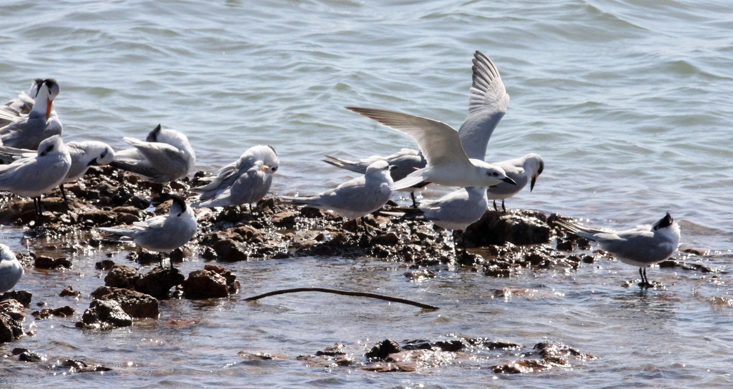 BIRD - TERN - LESSER CRESTED TERNS WITH GULL-BILLED AND CASPIAN TERNS - SOMCHAT GUJARAT INDIA (7).JPG