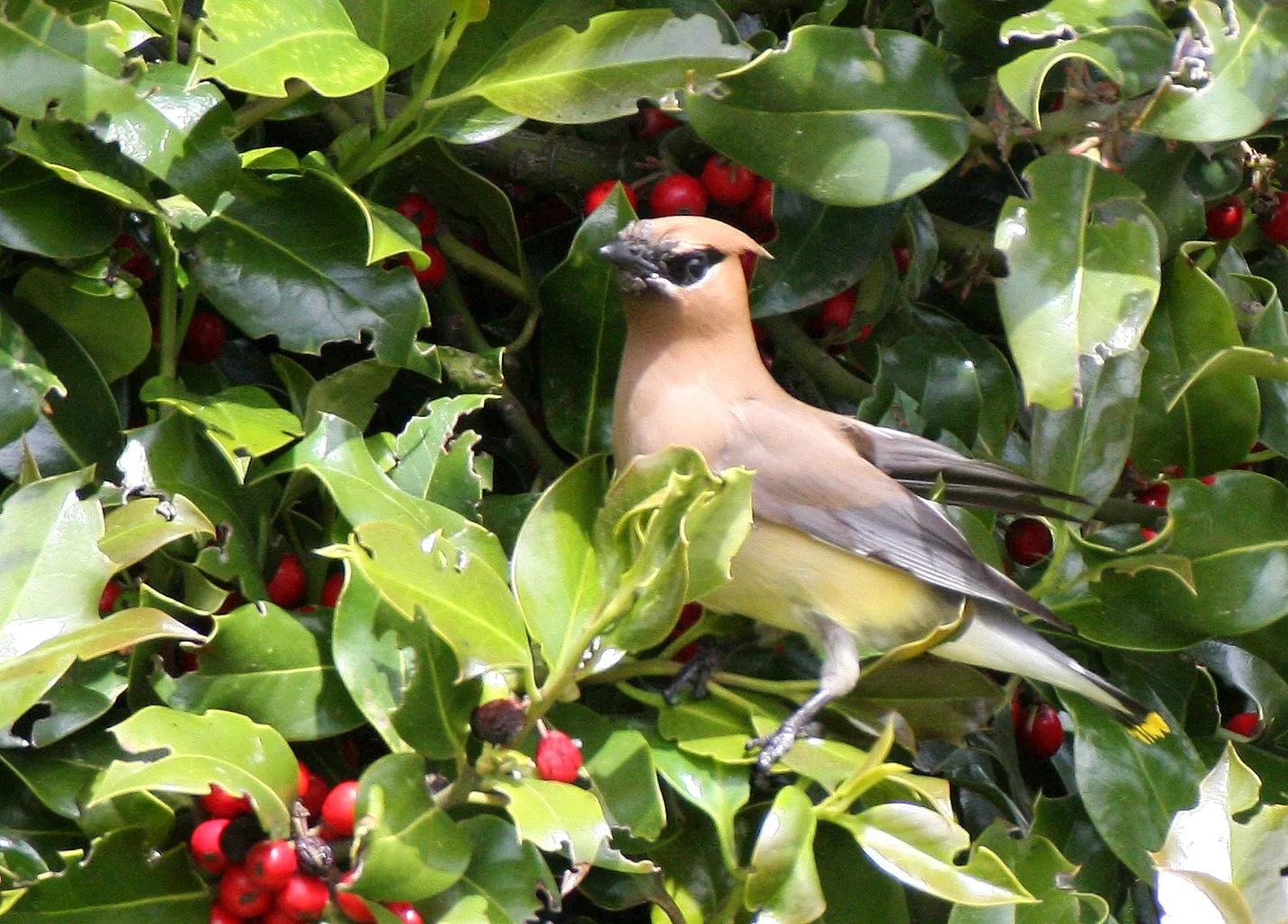 BIRD - WAXWING - CEDAR WAXWING - DUNGENESS SEQUIM WA.JPG