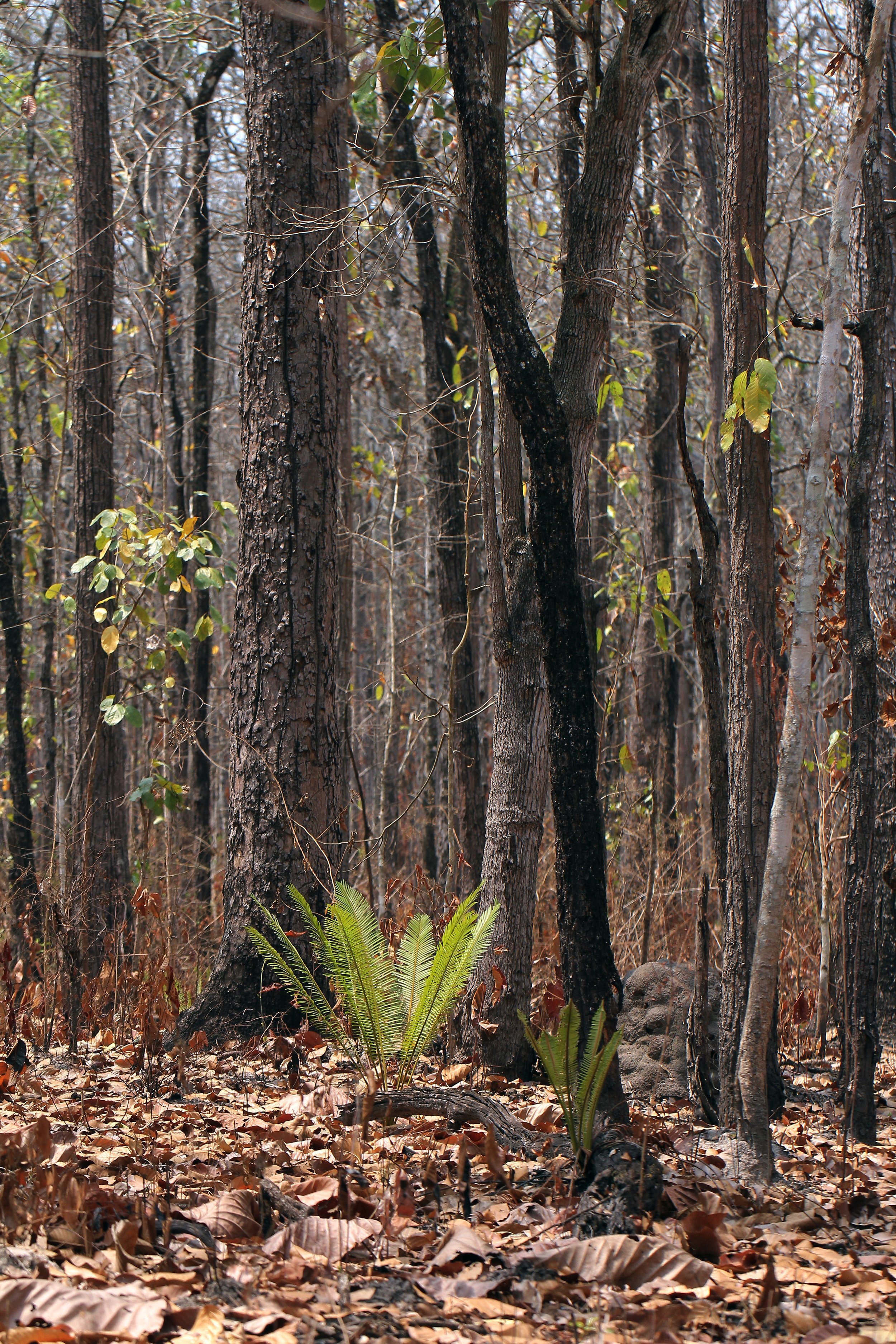 Green after the fire.  Cycas siamensis, a species of cycad native to seasonally dry forests in Southeast Asia. 