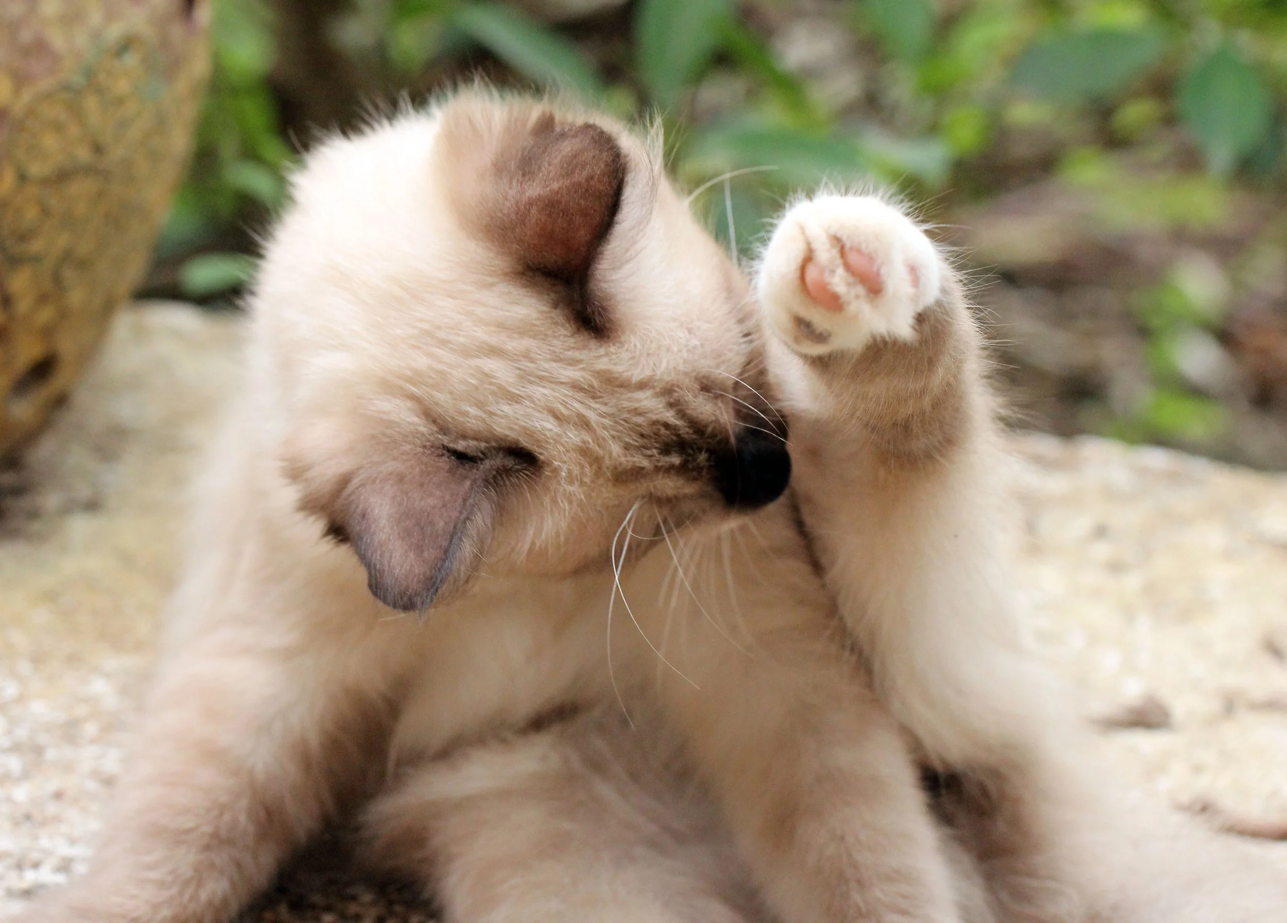 2015 Koh Lanta October Break Trip  (183).JPG