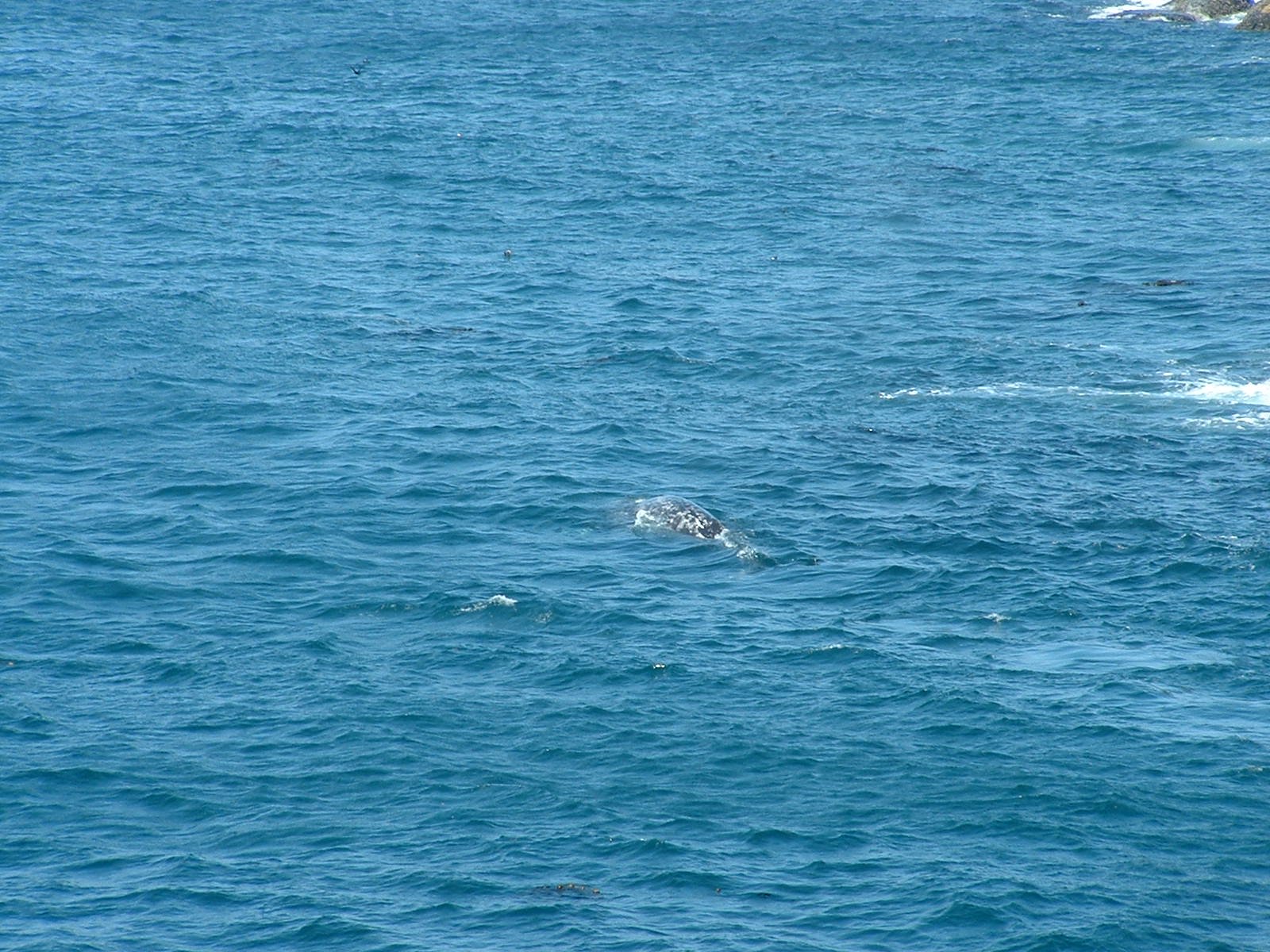 2003-8-1 WASHINGTON VISIT FROM ROBINSONS ET AL (91).JPG