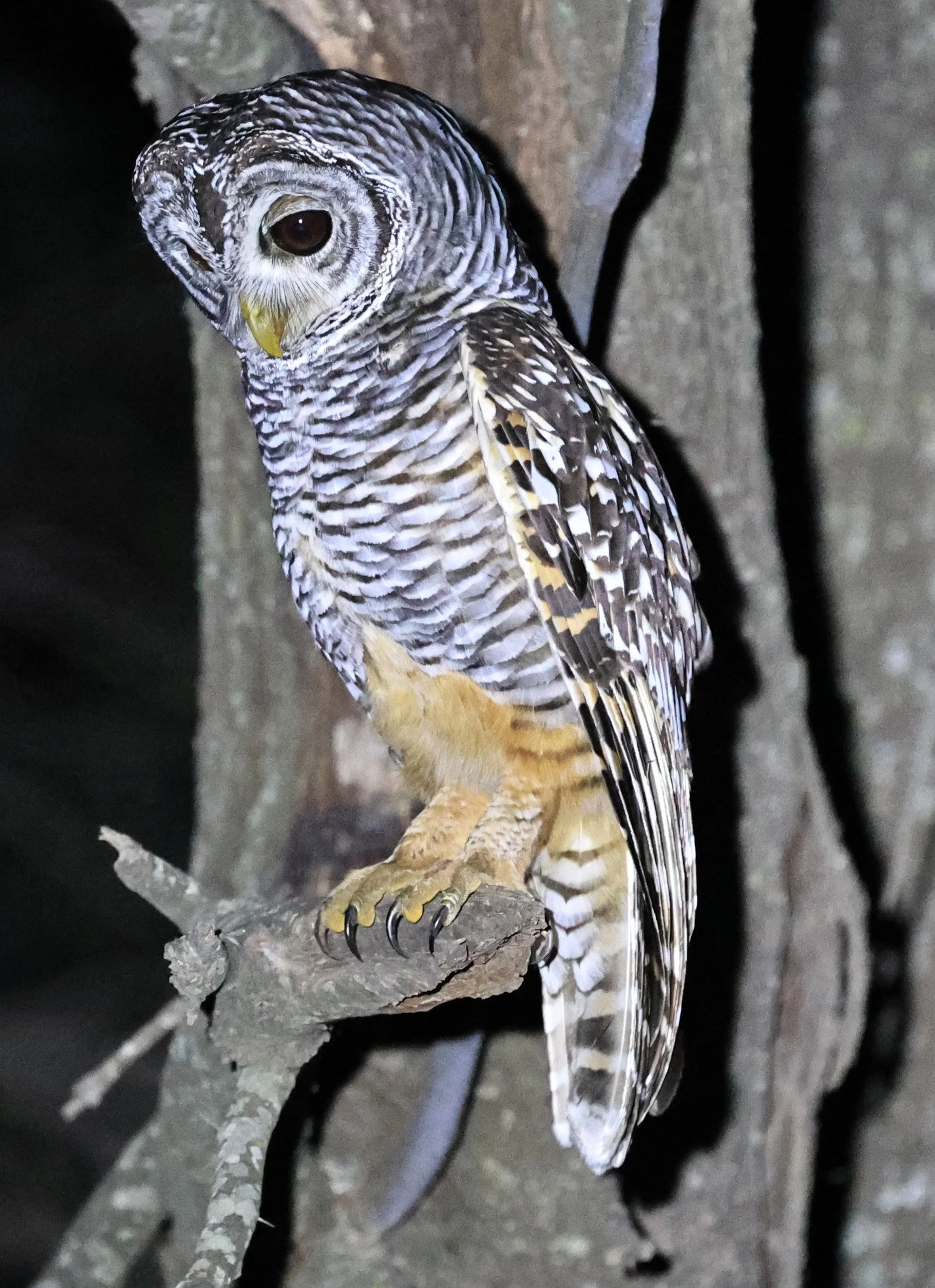 Chaco Owl (Strix chacoensis) Estancia Campo'í Paraguay (69).jpg