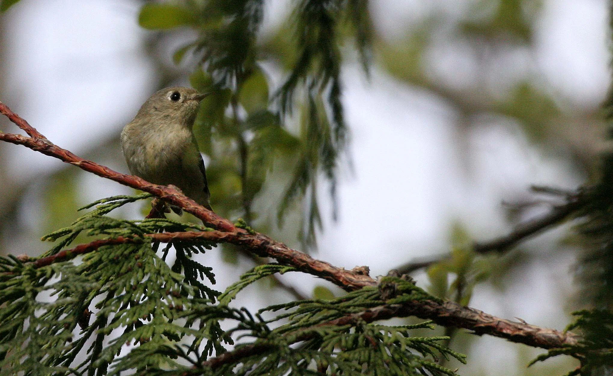 Hutton's Vireo (Vireo huttoni) Lake Farm Olympic Peninsula Washington (17).JPG