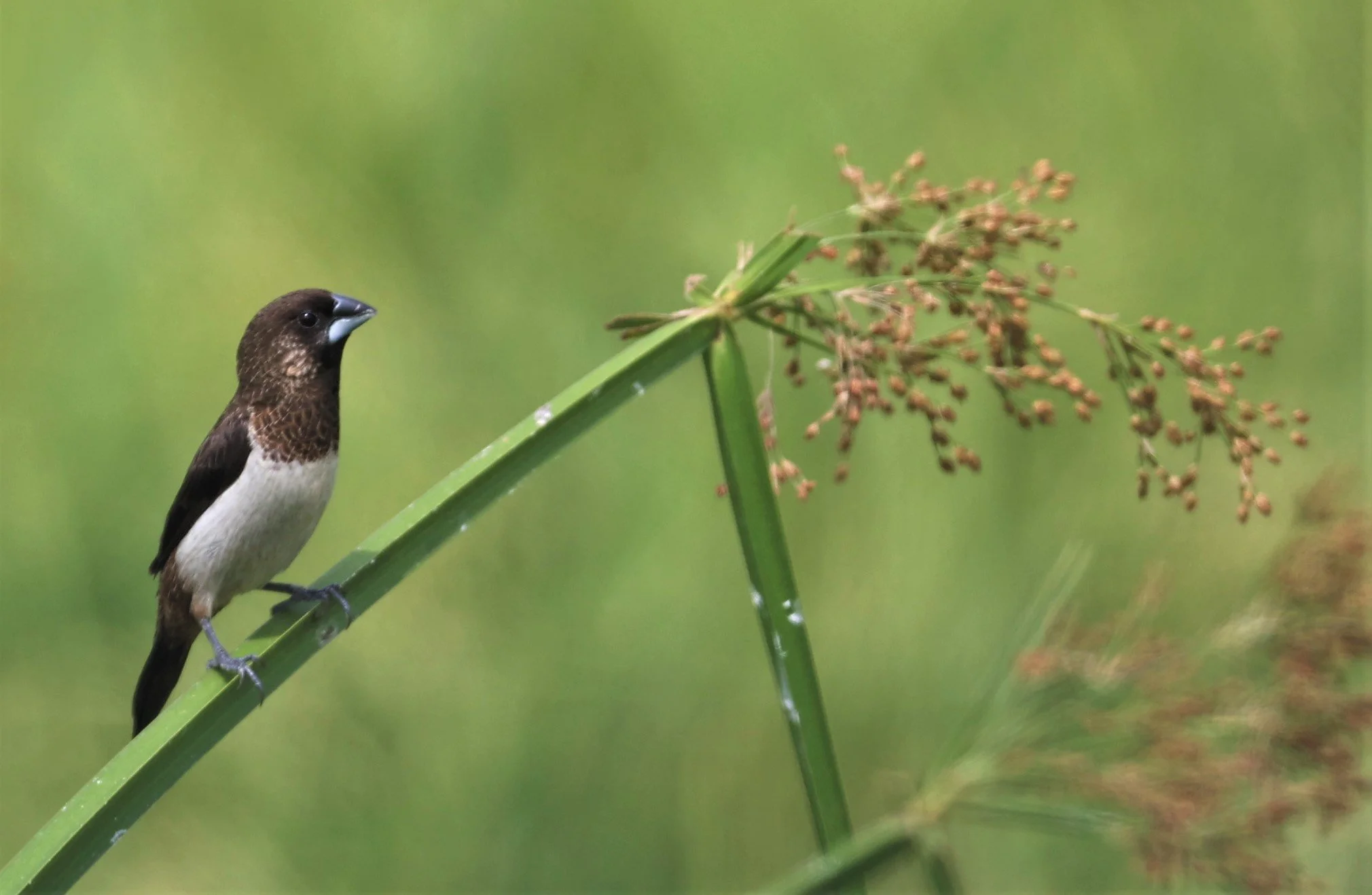 MUNIA - WHITE-RUMPED MUNIA - Lonchura striata - LAT KRABANG THAP YAO RICEFIELDS 13 OCT 2021 (2).jpg