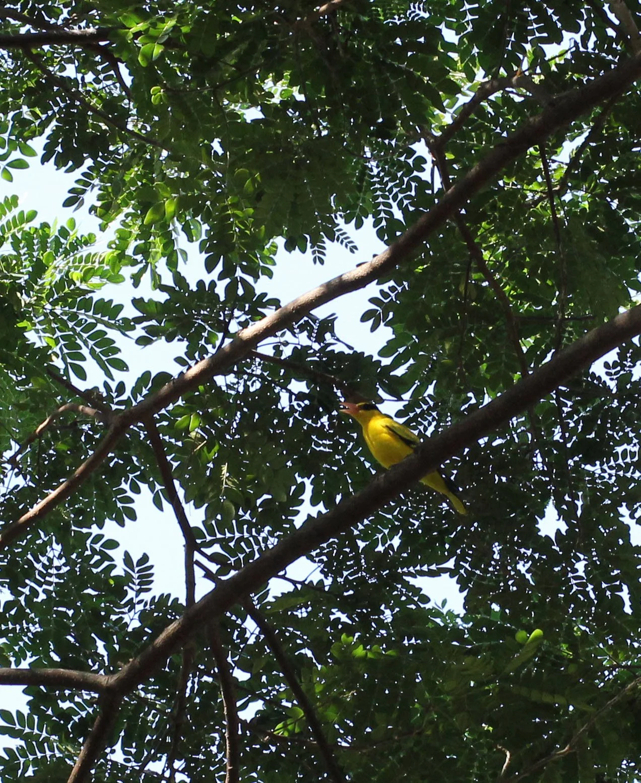 Black-napped Oriole (Oriolus chinensis) Nonthaburi Thailand (6).JPG