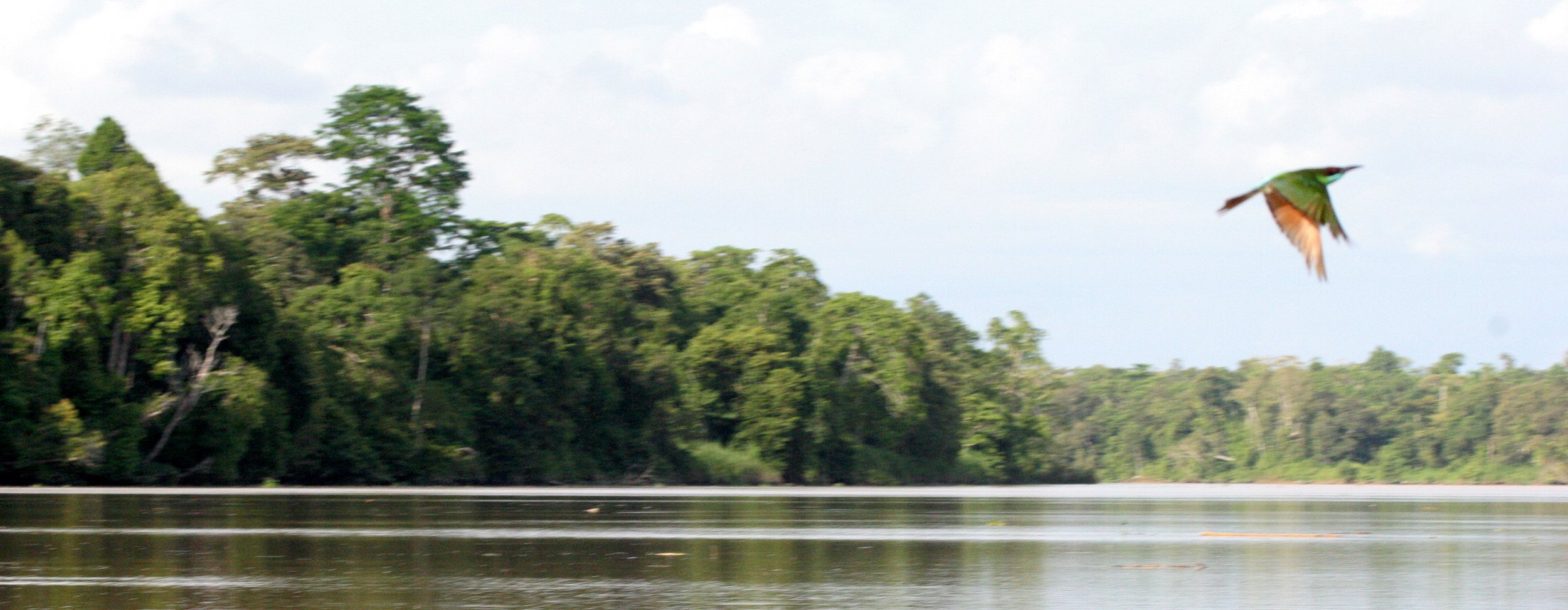 BIRD - BEE-EATER - BLUE-THROATED BEE-EATER - KINABATANGAN RIVER BORNEO.JPG